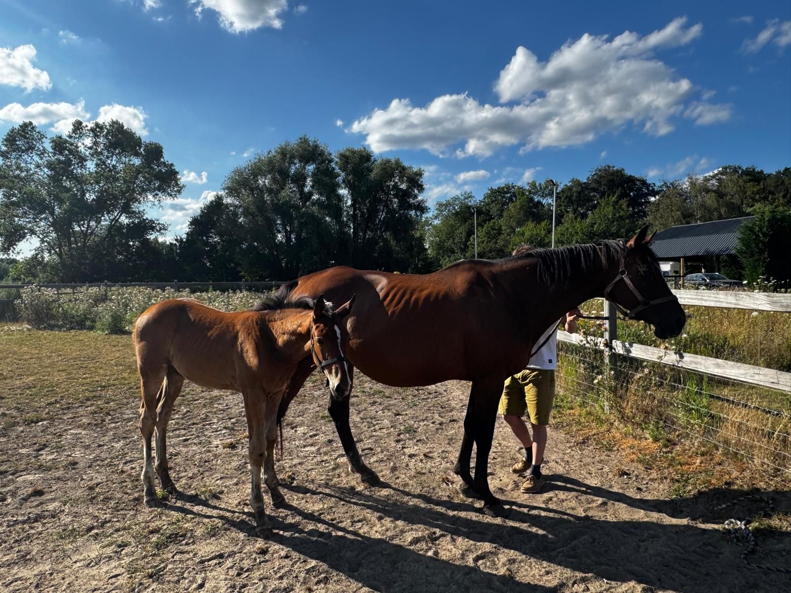 bwp springpaard hengst 0 år bruin till salu - Foto 4