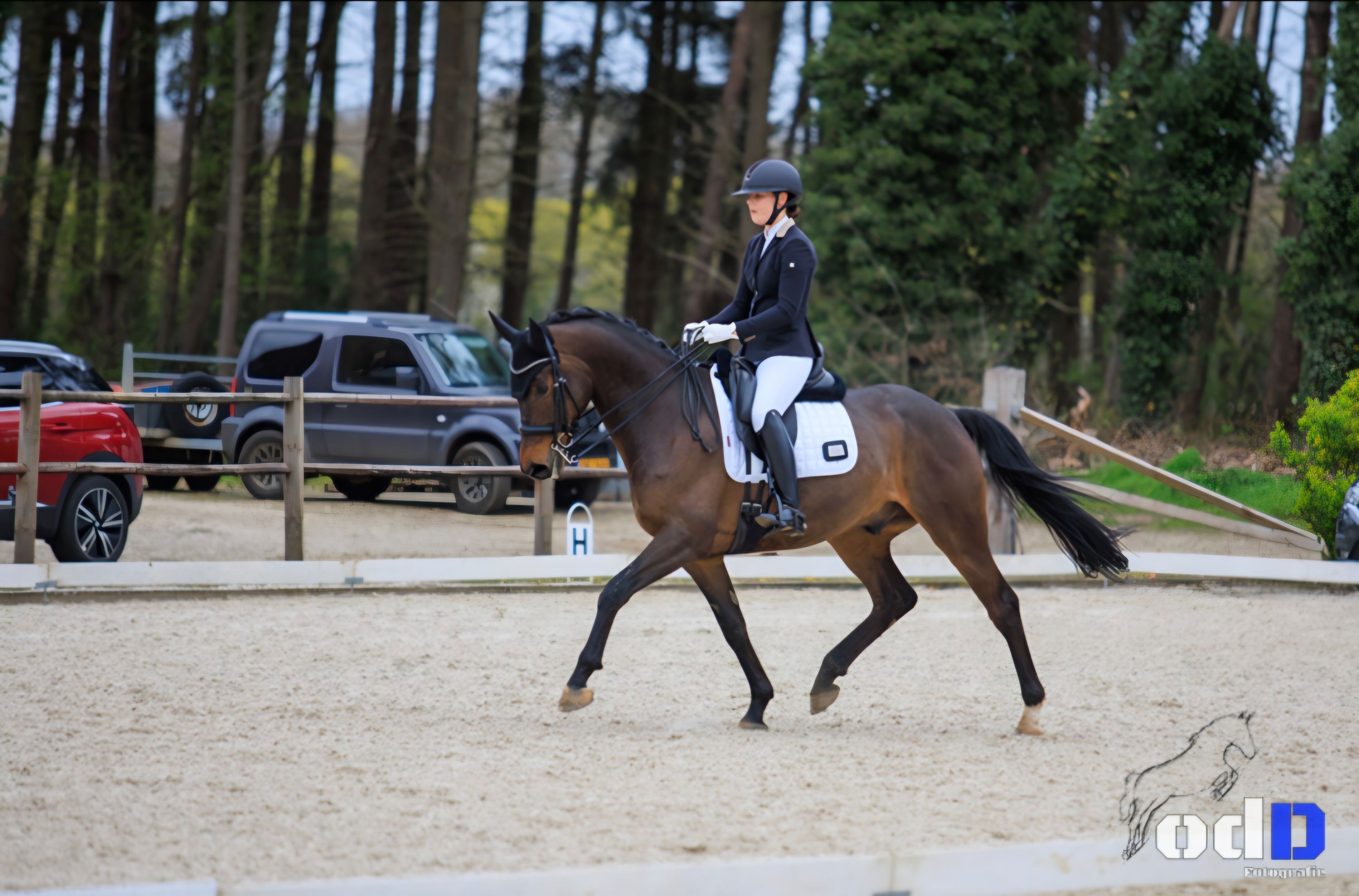 hanovarian dressuurpaard ruin 8 år donkerbruin till salu - Foto 2