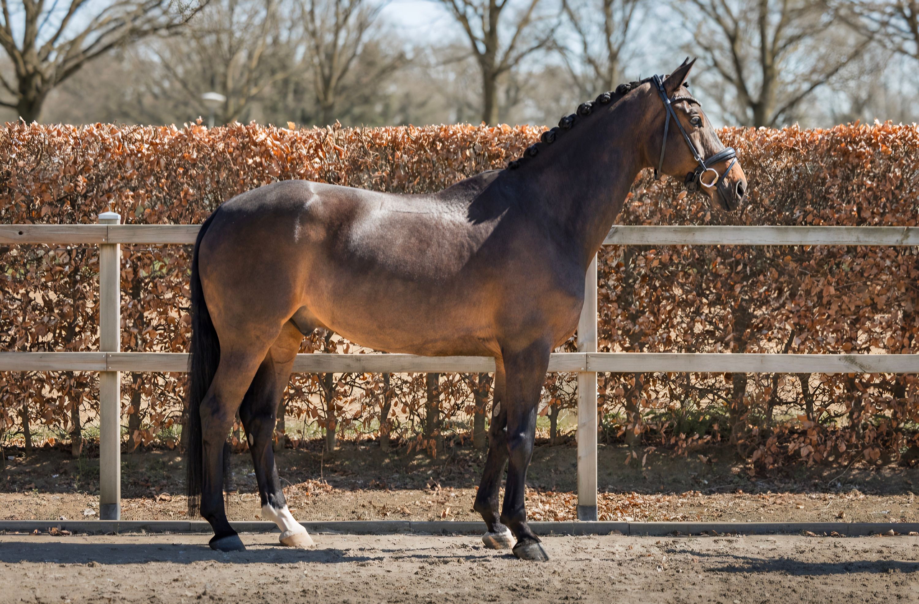 8-årig valack (Toto Jr. x Royal Dance)