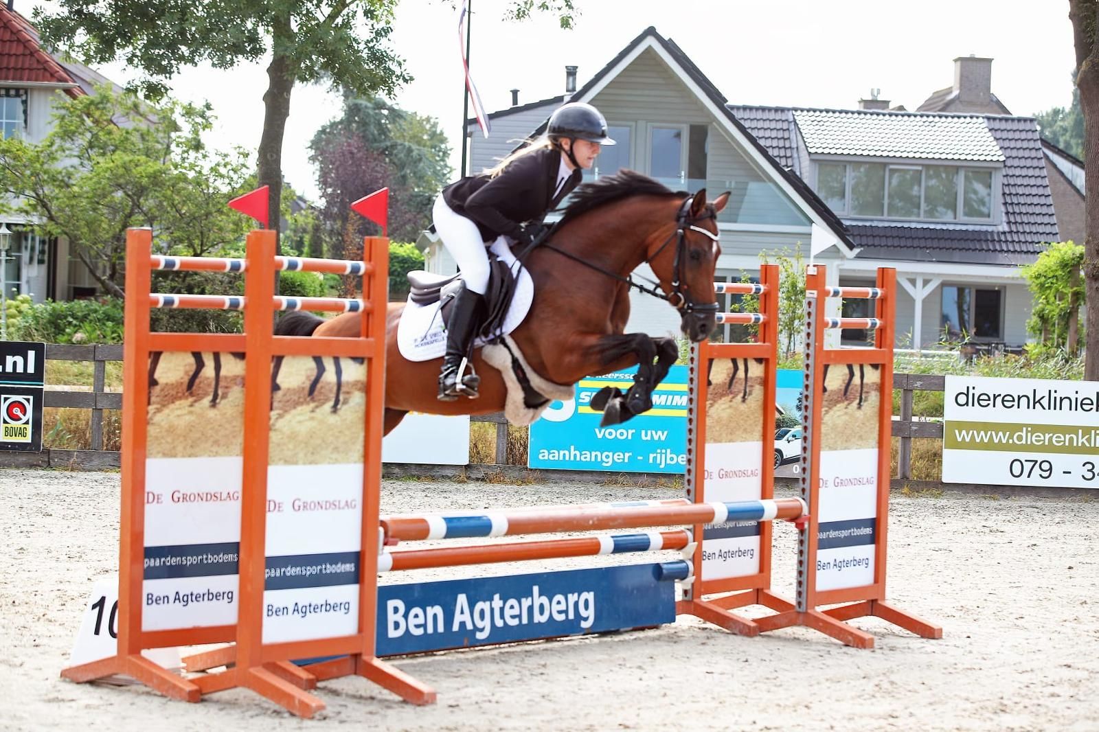 nrps dressuurpony merrie 8 Jahre alt donkerbruin zu verkaufen - Foto 4