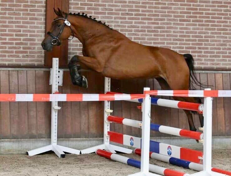 6 Jarige voorlopig keur merrie, Veel belovende bloedlijn.