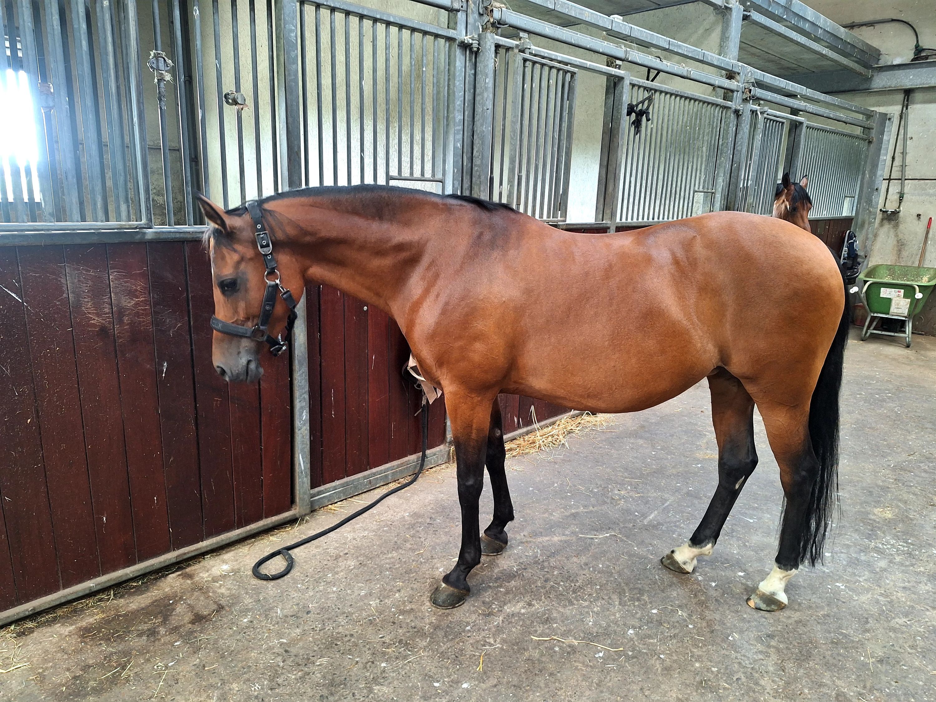 nrps dressuurpony merrie 8 Jahre alt donkerbruin zu verkaufen - Foto 5