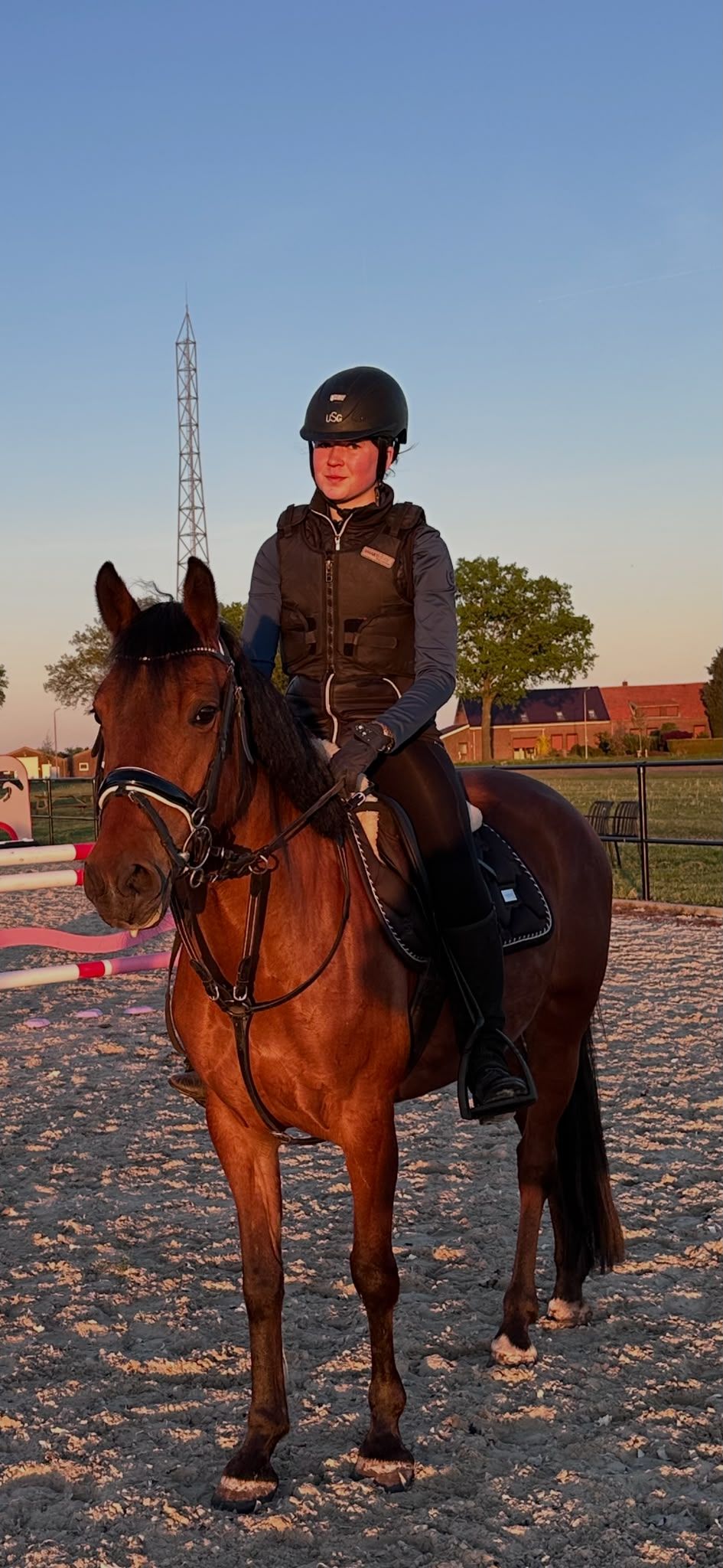 nrps springpony merrie 6 ani donkerbruin de vânzare - Foto 2