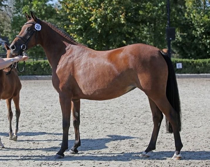 nrps springpony merrie 6 ani donkerbruin de vânzare - Foto 4