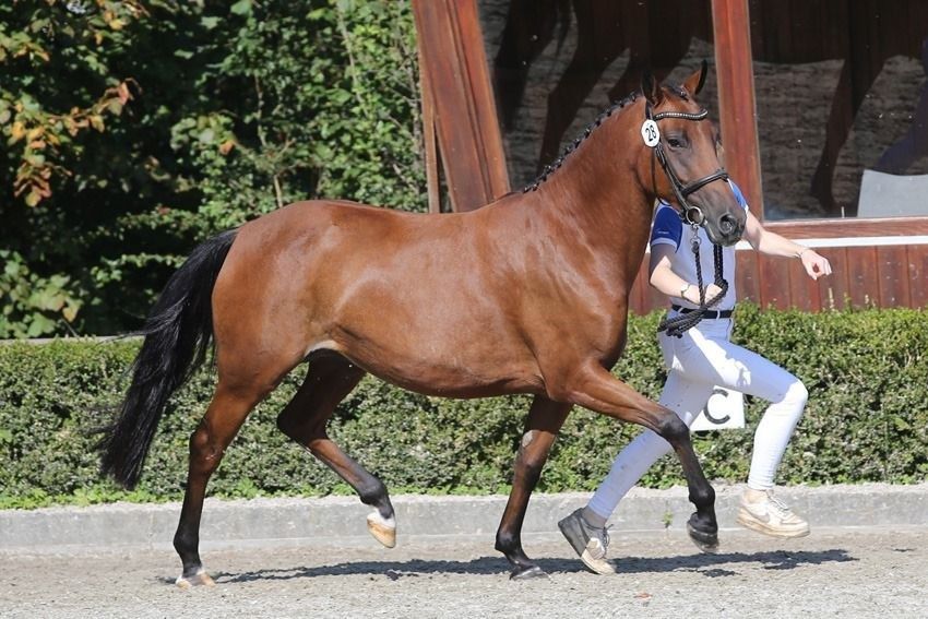 nrps springpony merrie 6 ani donkerbruin de vânzare - Foto 3