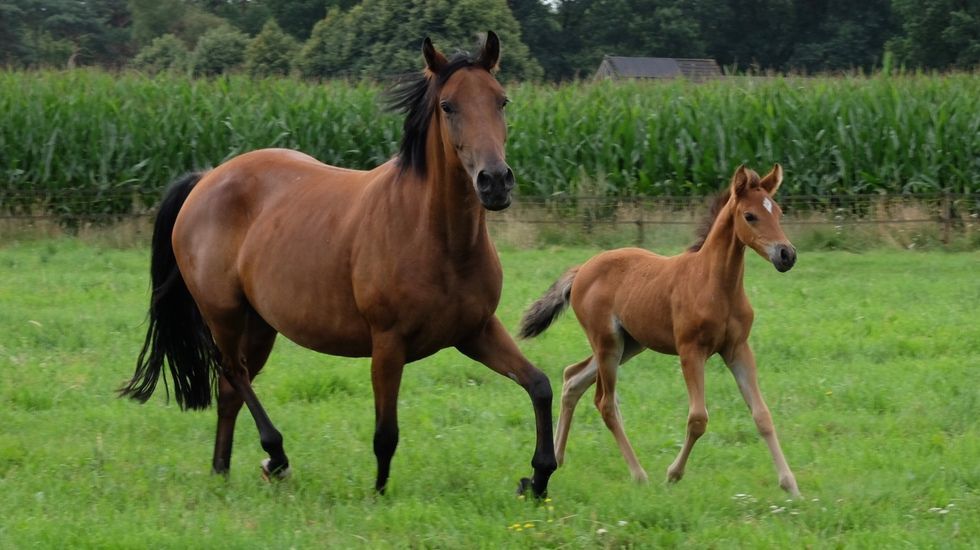 nrps springpony merrie 6 ani donkerbruin de vânzare - Foto 5