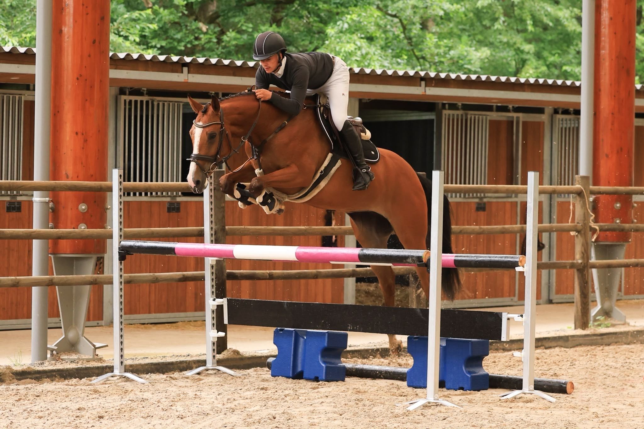 kwpn eventingpaard merrie 4 歳 bruin 売り出し中 - 写真 3