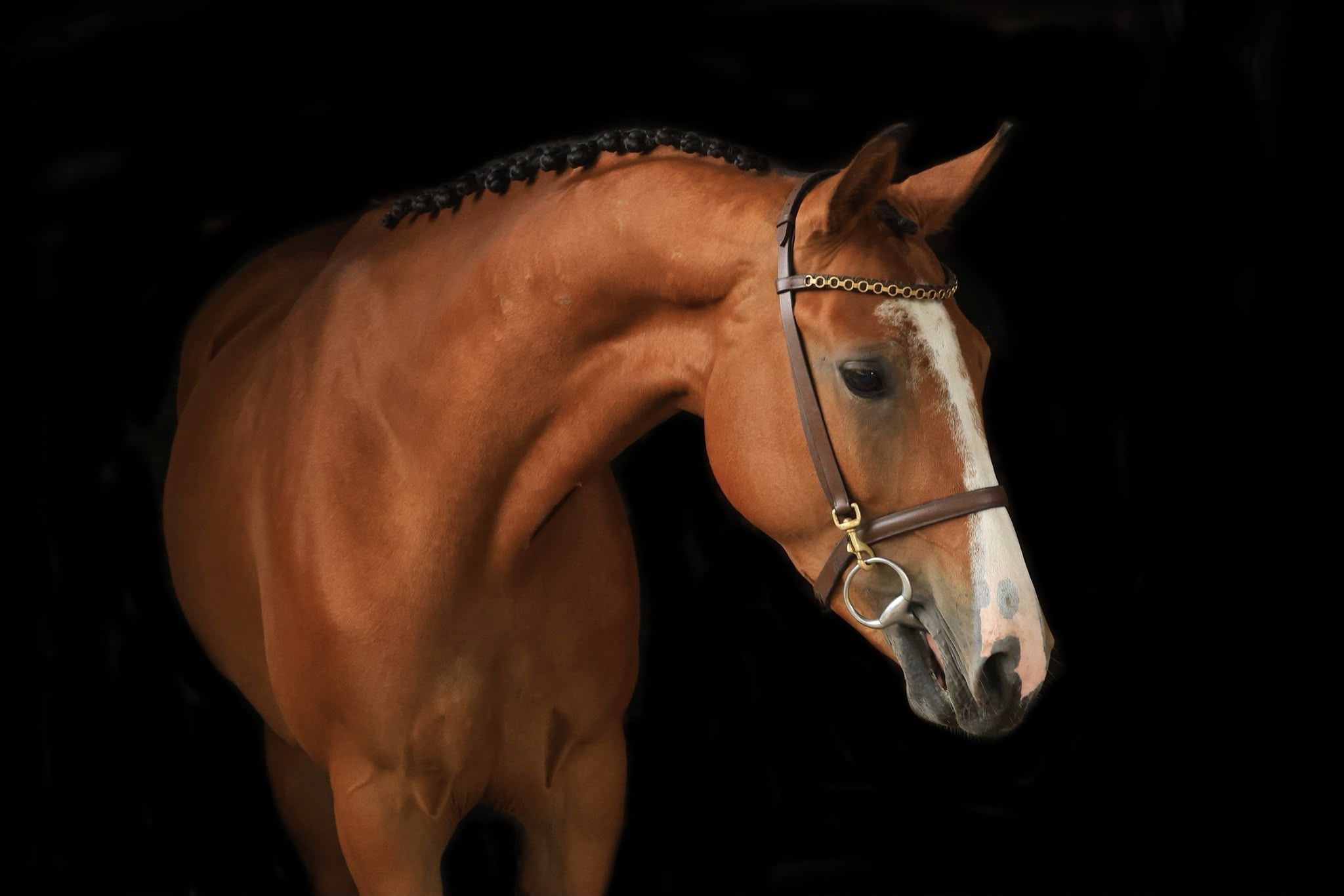 kwpn eventingpaard merrie 4 歳 bruin 売り出し中 - 写真 2