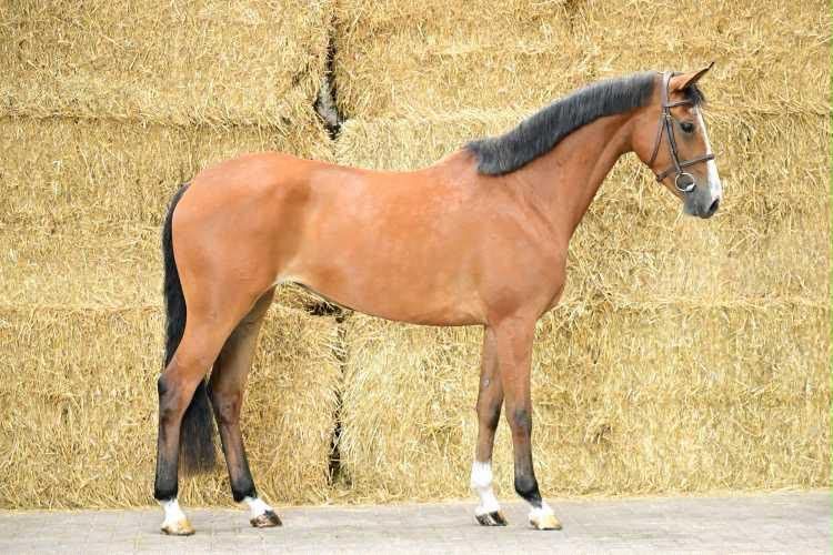 kwpn eventingpaard merrie 4 歳 bruin 売り出し中 - 写真 4