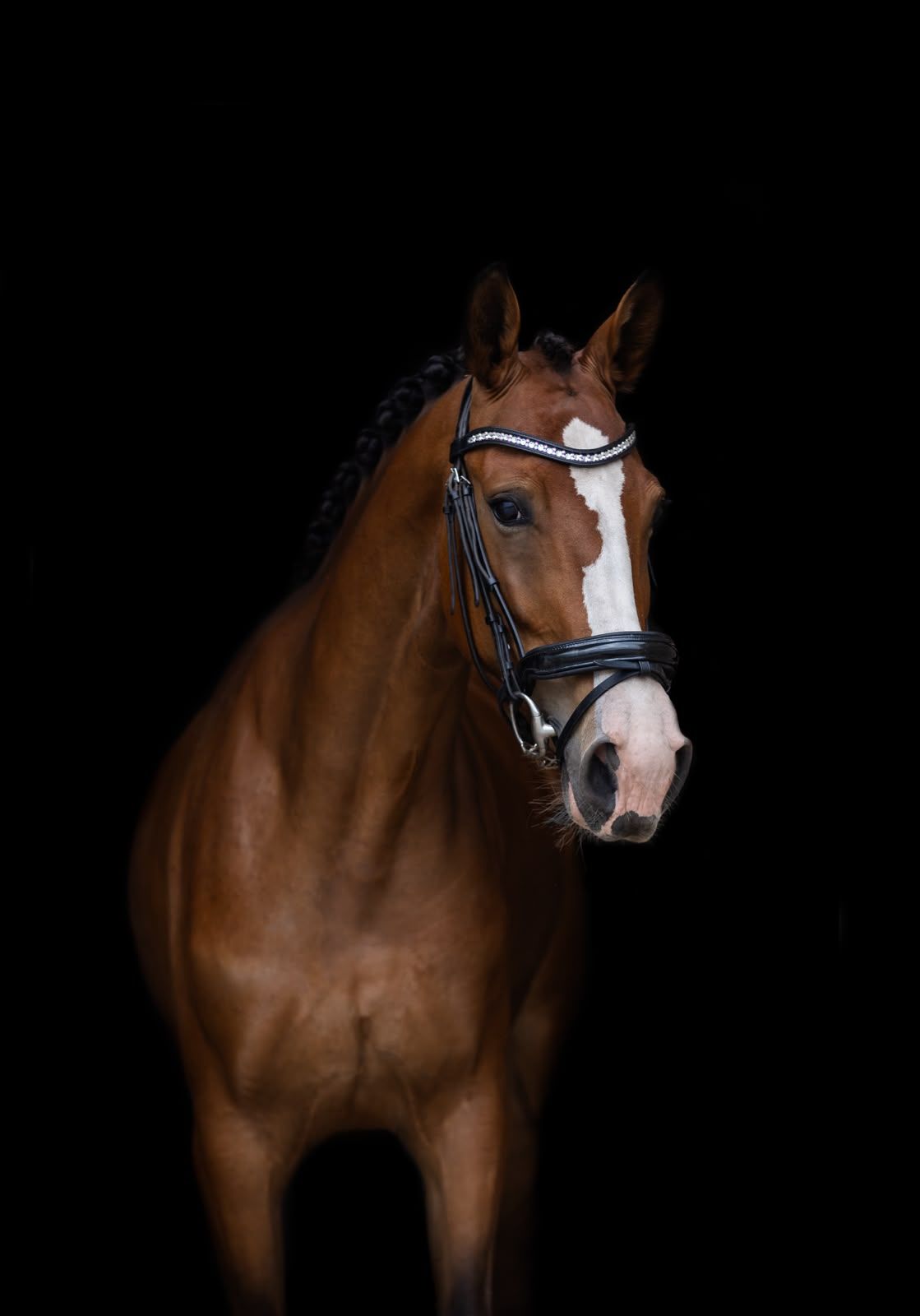 Elegant 4-year-old dressage mare – Escolar × Andretti