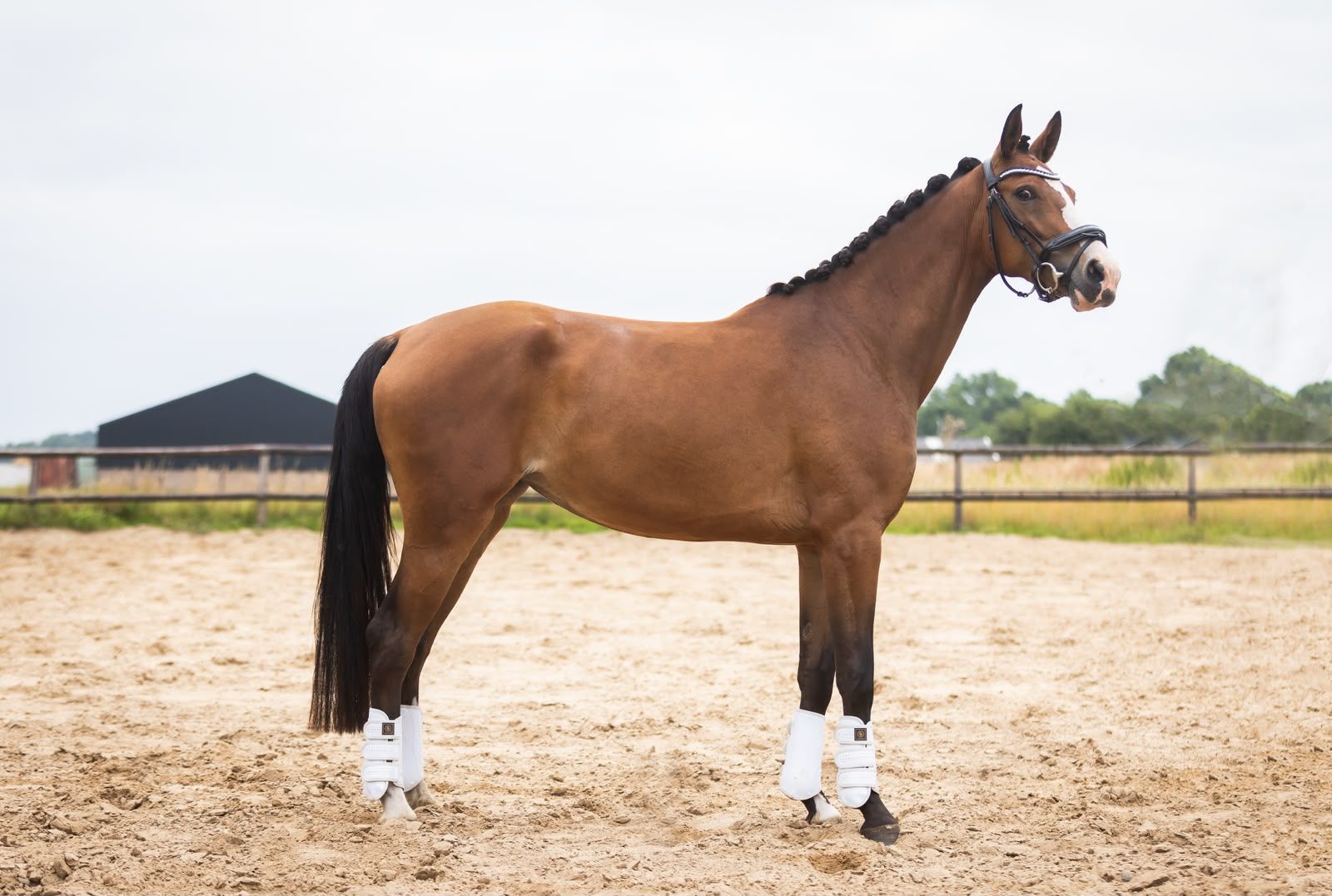 kwpn dressuurpaard merrie 4 years old bruin for sale - Photo 3