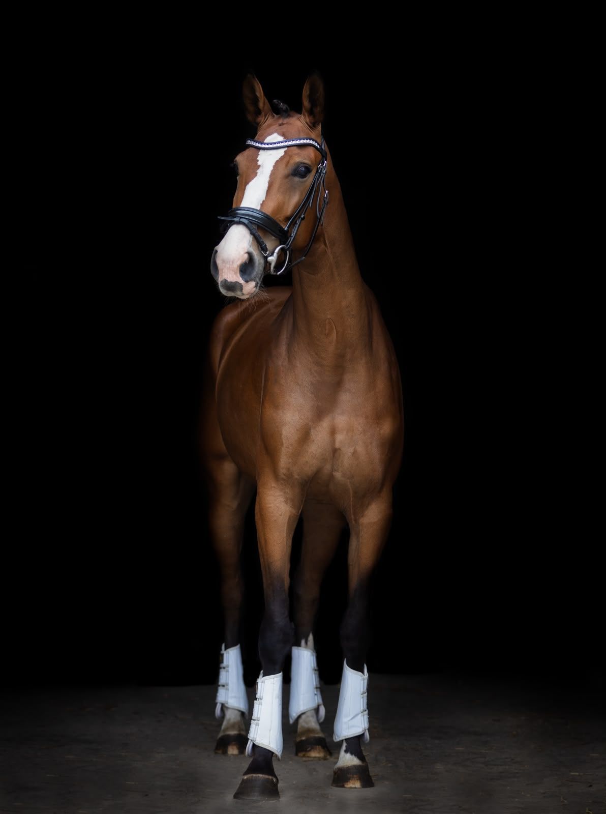 kwpn dressuurpaard merrie 4 years old bruin for sale - Photo 2