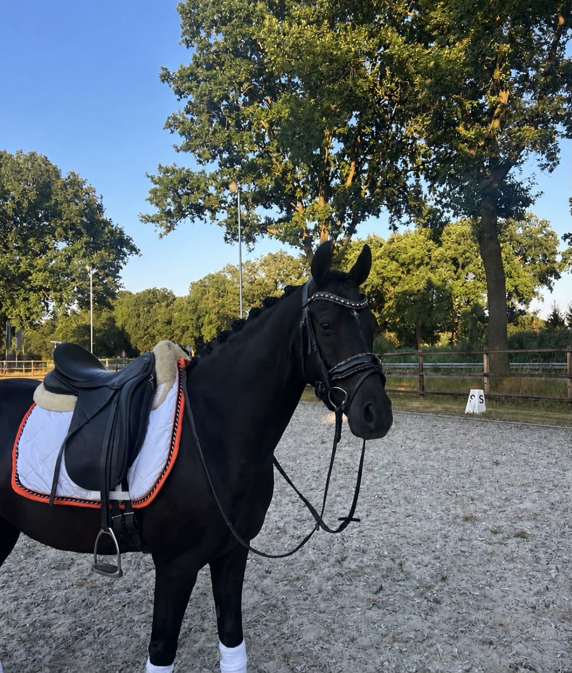 🏠🌟Promising Welsh D pony gelding🌟🏠