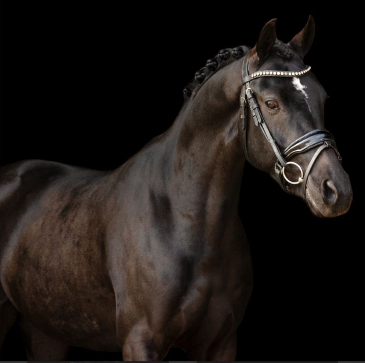 welsh allround-pony ruin 5 år zwart till salu - Foto 2