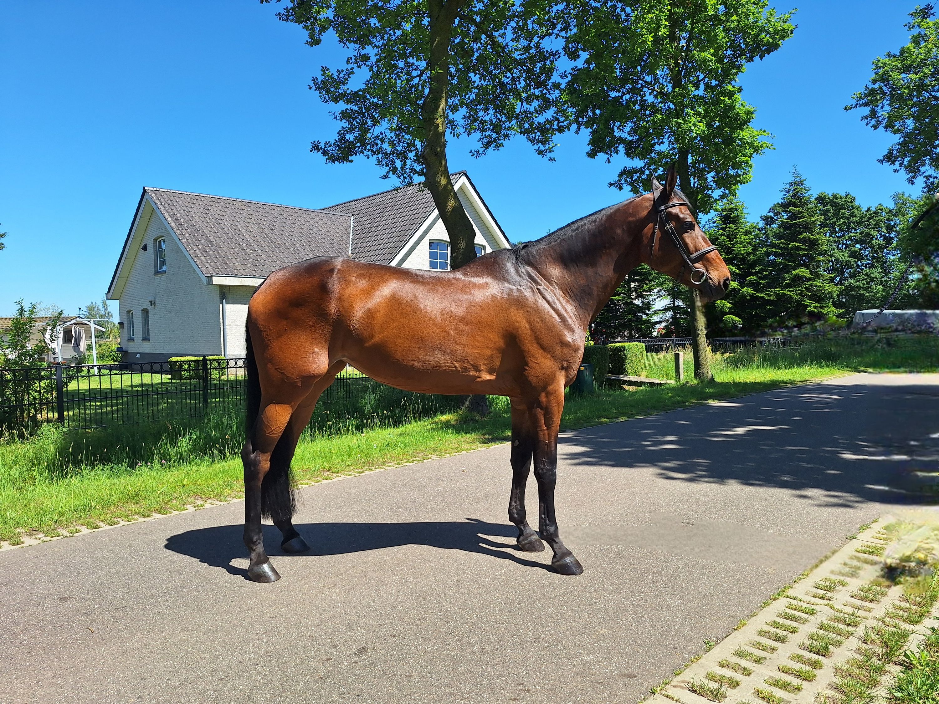 kwpn springpaard merrie 9 years old donkerbruin for sale - Photo 2