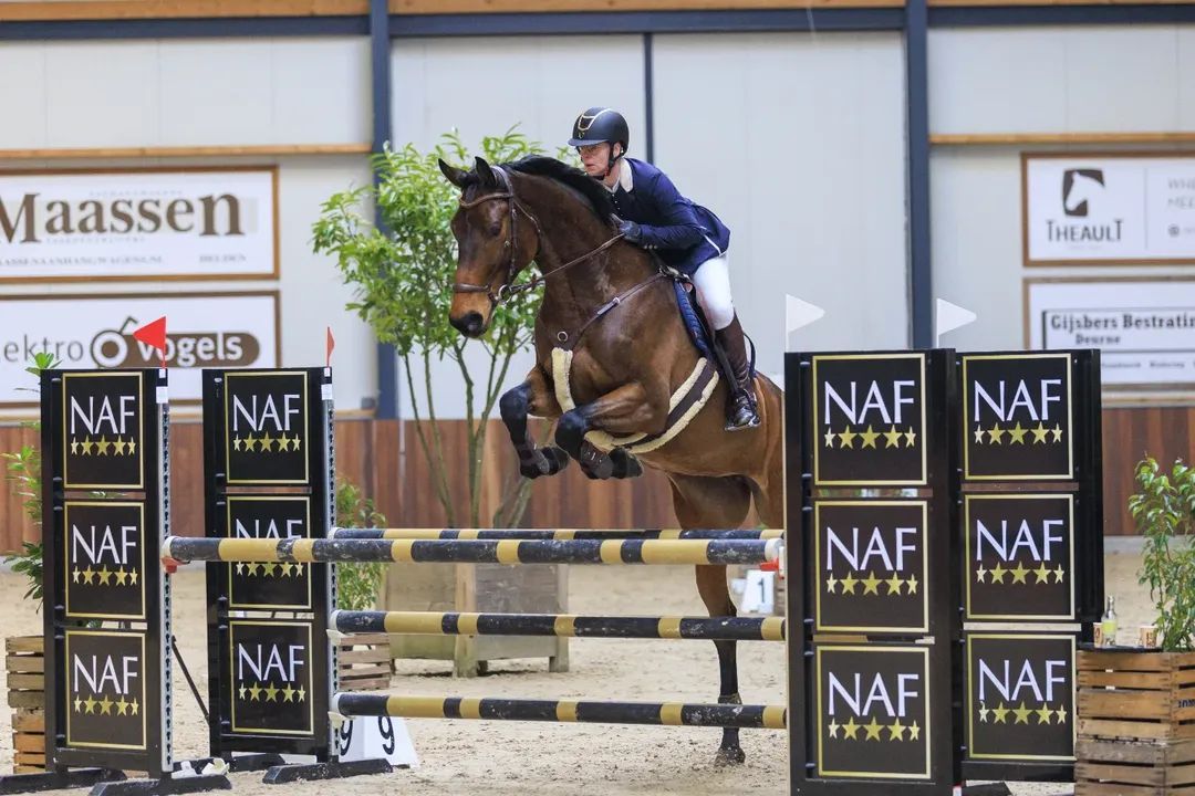 kwpn springpaard merrie 9 years old donkerbruin for sale - Photo 5