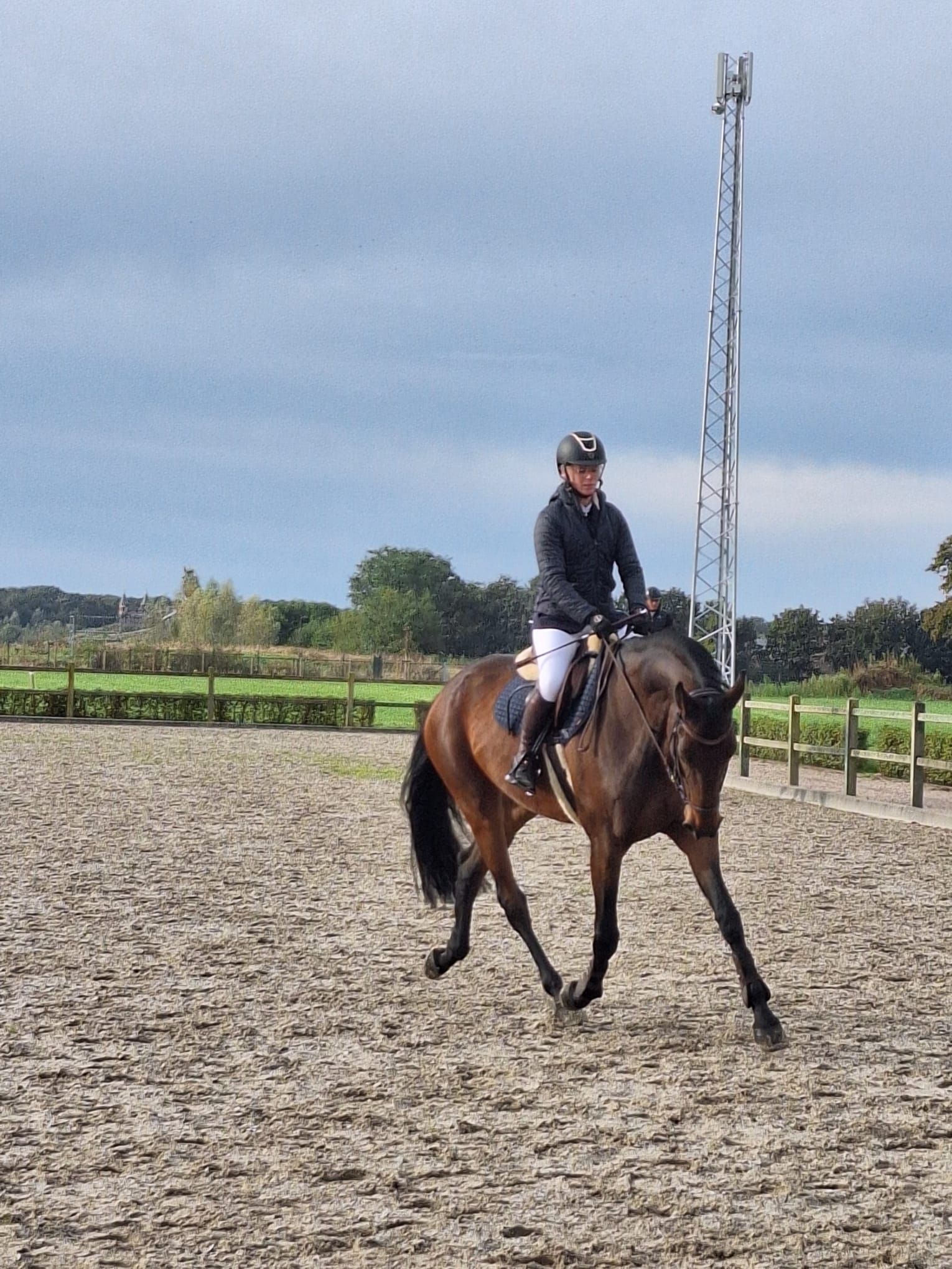 kwpn springpaard merrie 9 years old donkerbruin for sale - Photo 4