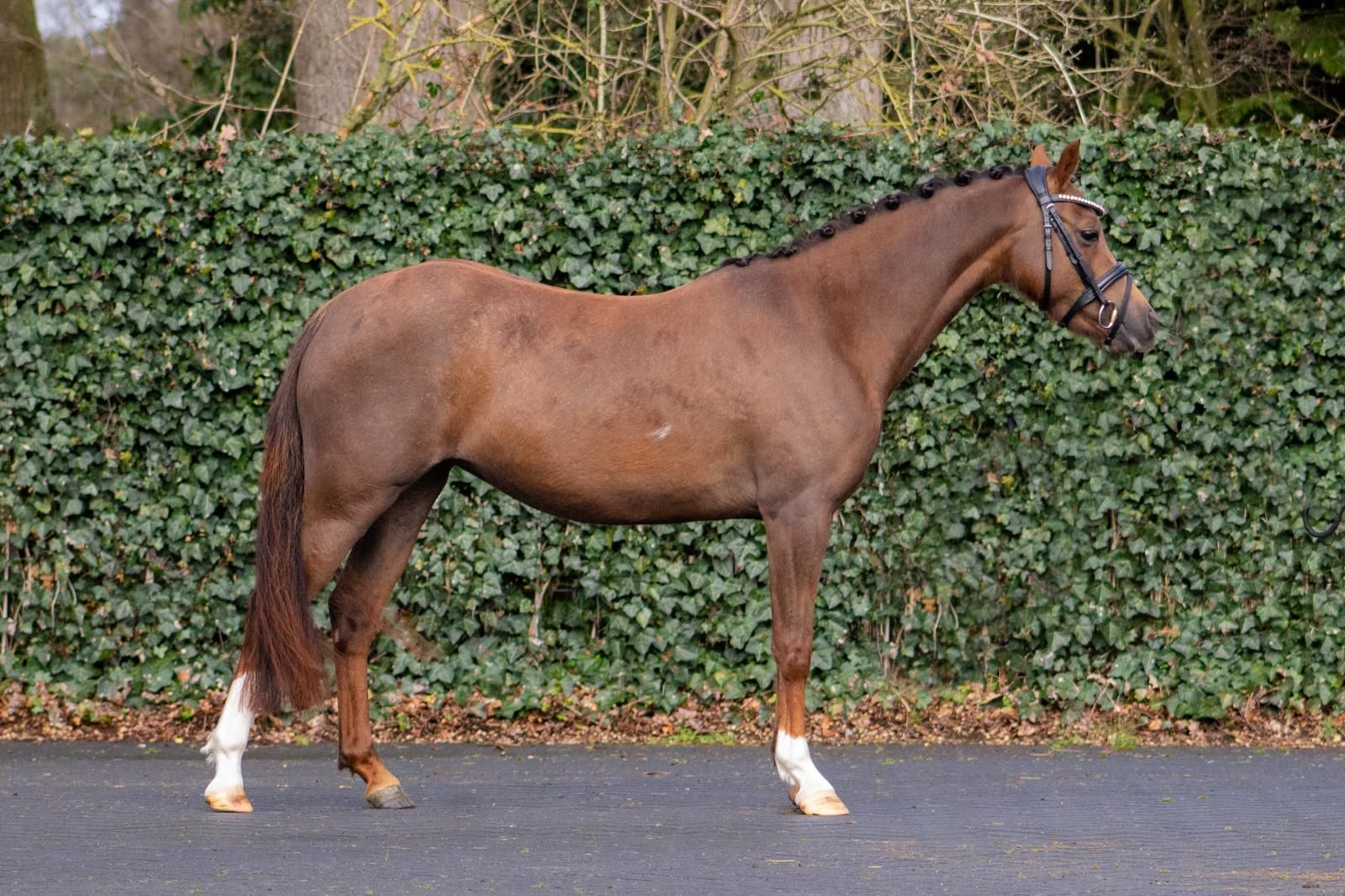 welsh allround-pony merrie 7 years old vos for sale - Photo 5