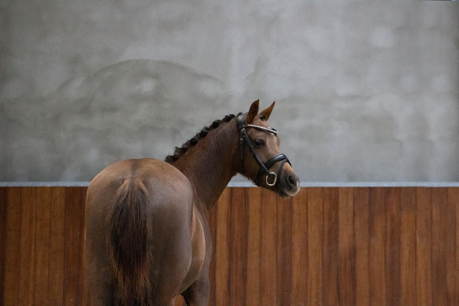 welsh allround-pony merrie 7 years old vos for sale - Photo 4