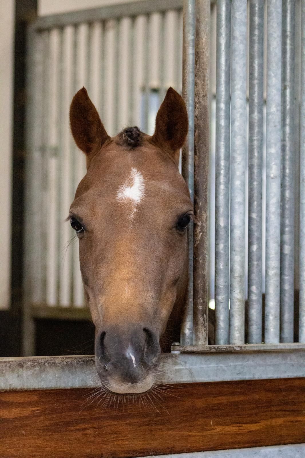 welsh allround-pony merrie 7 years old vos for sale - Photo 3
