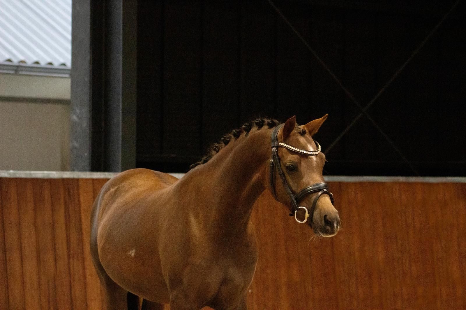 welsh allround-pony merrie 7 years old vos for sale - Photo 2