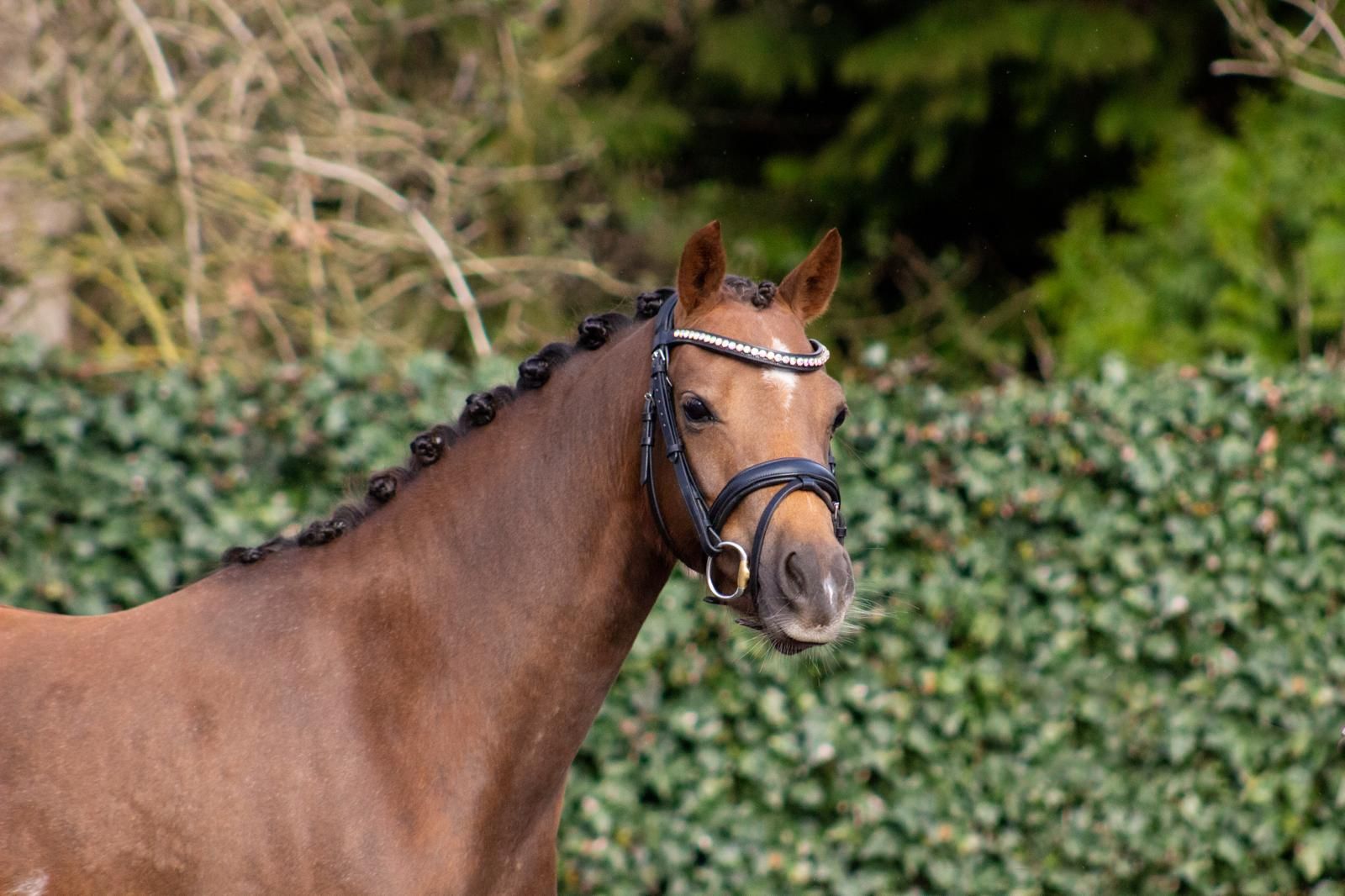Handsome, talented C-pony!