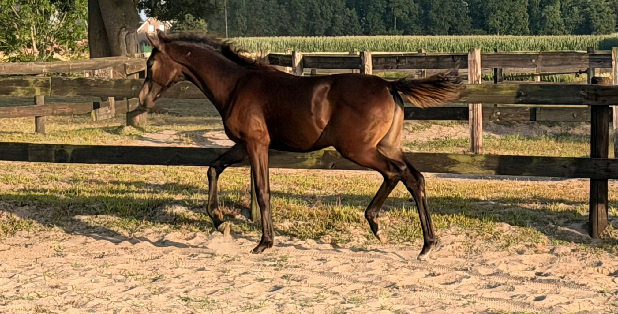 dressuurpaard merrie 0 years old for sale - Photo 3