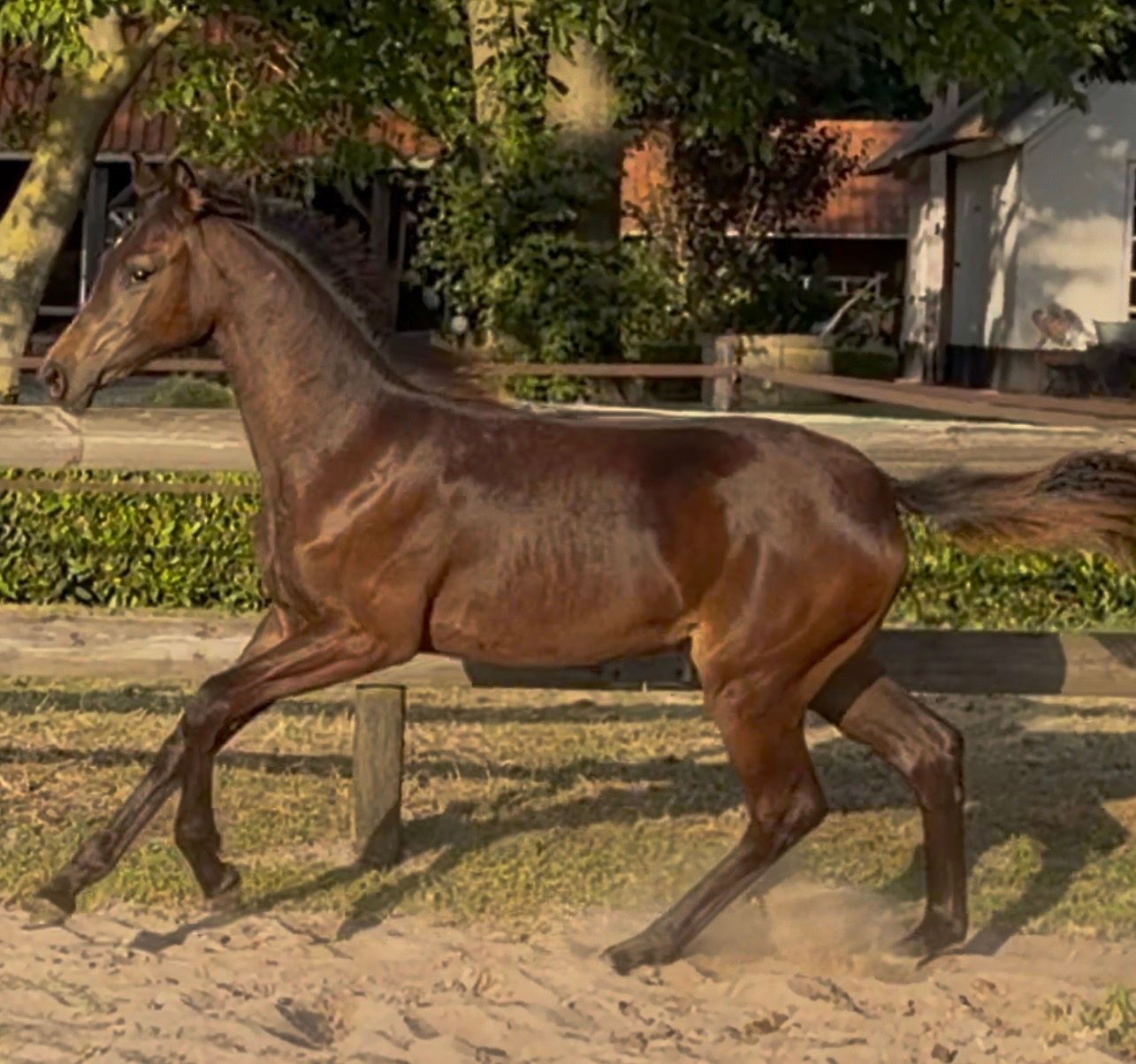 dressuurpaard merrie 0 years old for sale - Photo 2