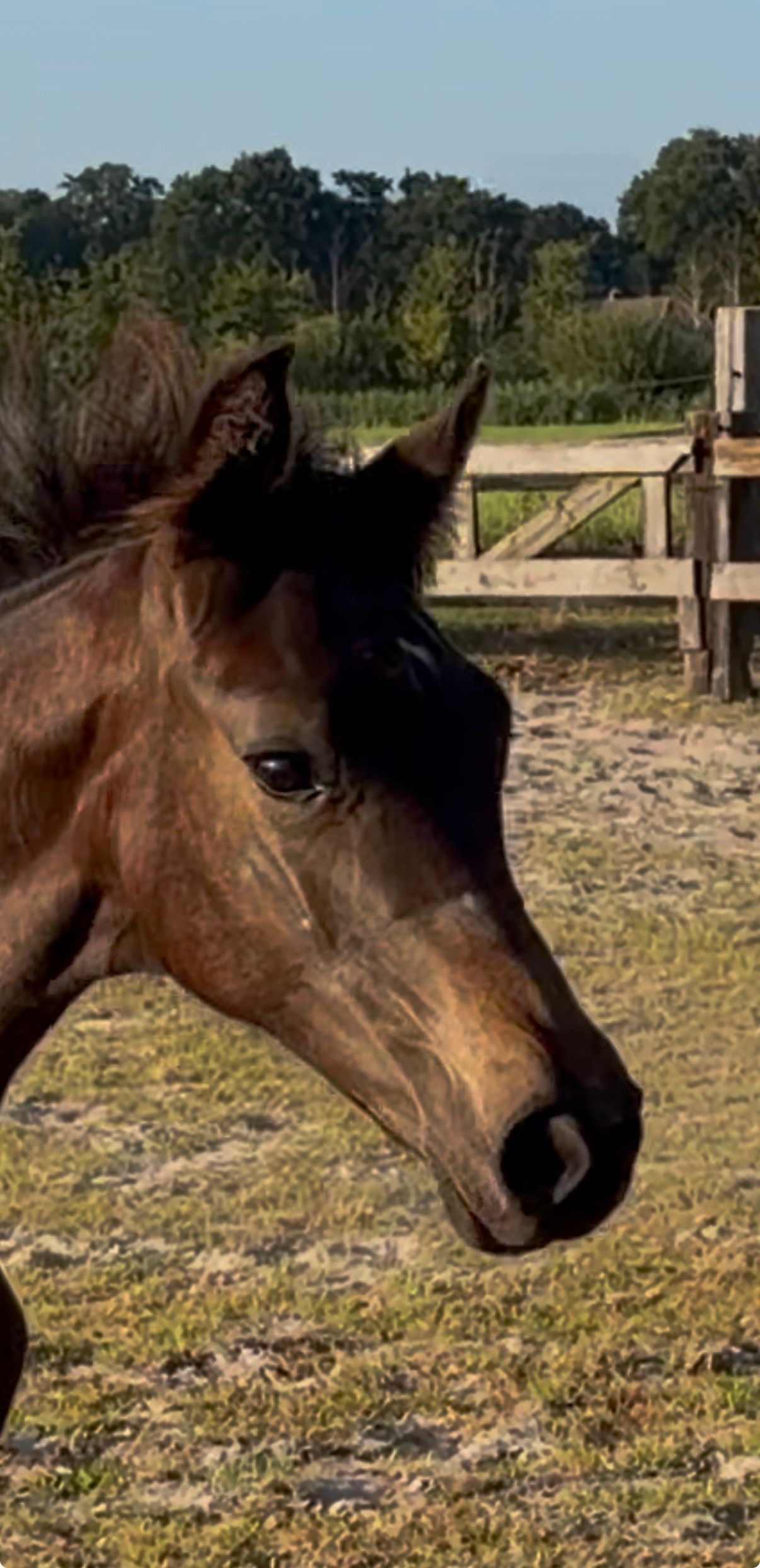 Stunning mare foal by For Romance 1
