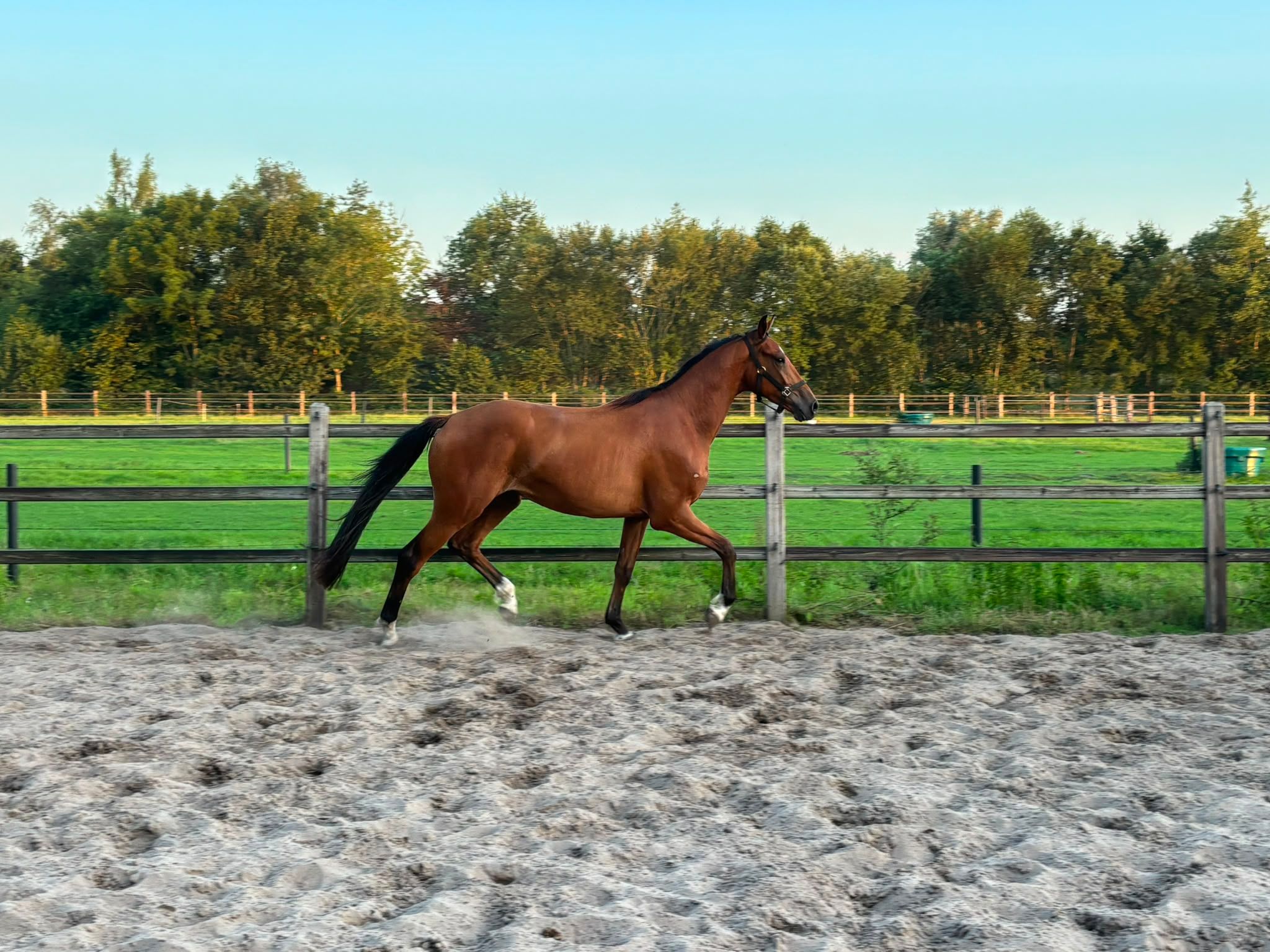 kwpn dressuurpaard ruin 4 years old bruin for sale - Photo 4