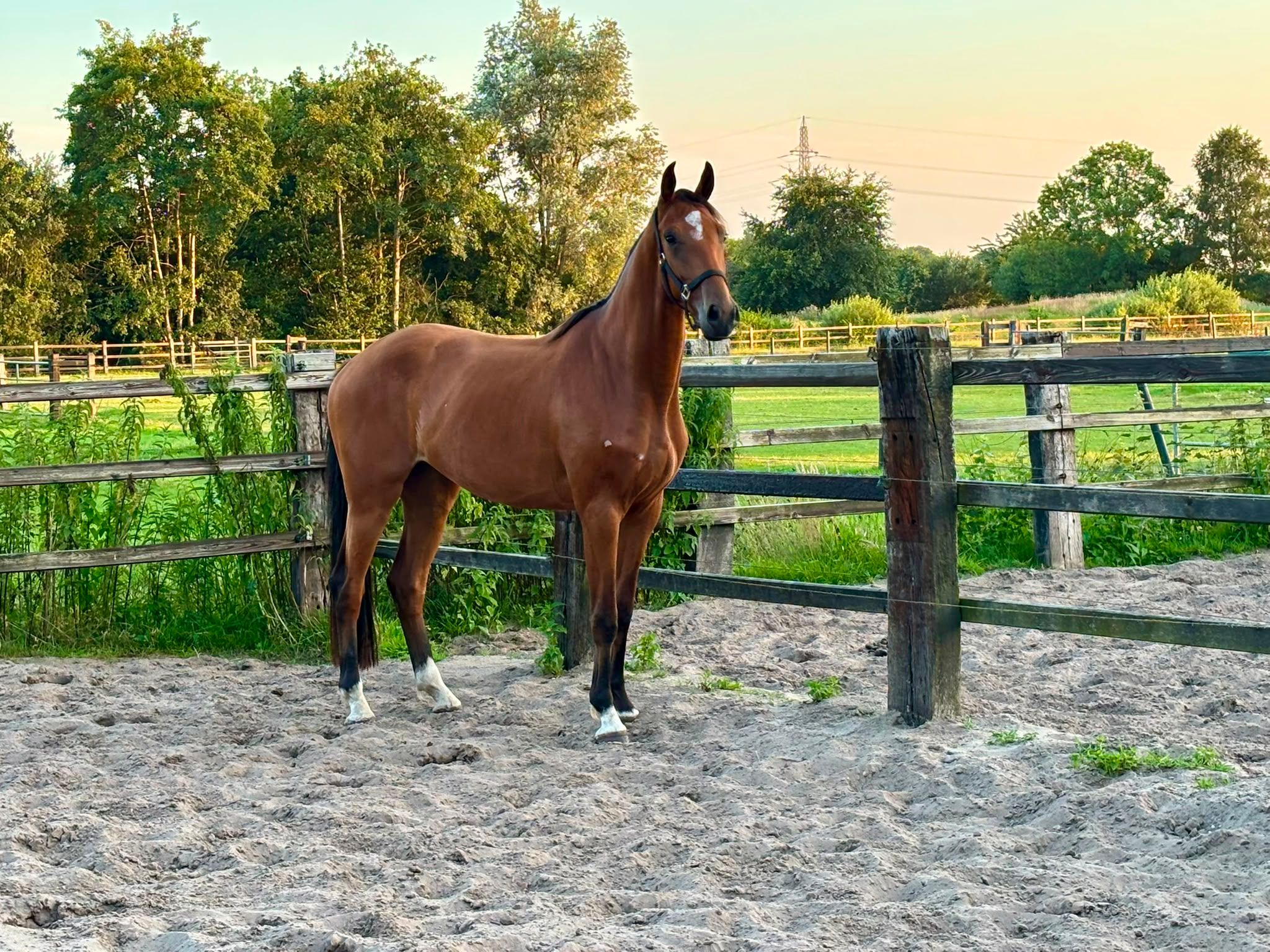 kwpn dressuurpaard ruin 4 years old bruin for sale - Photo 3
