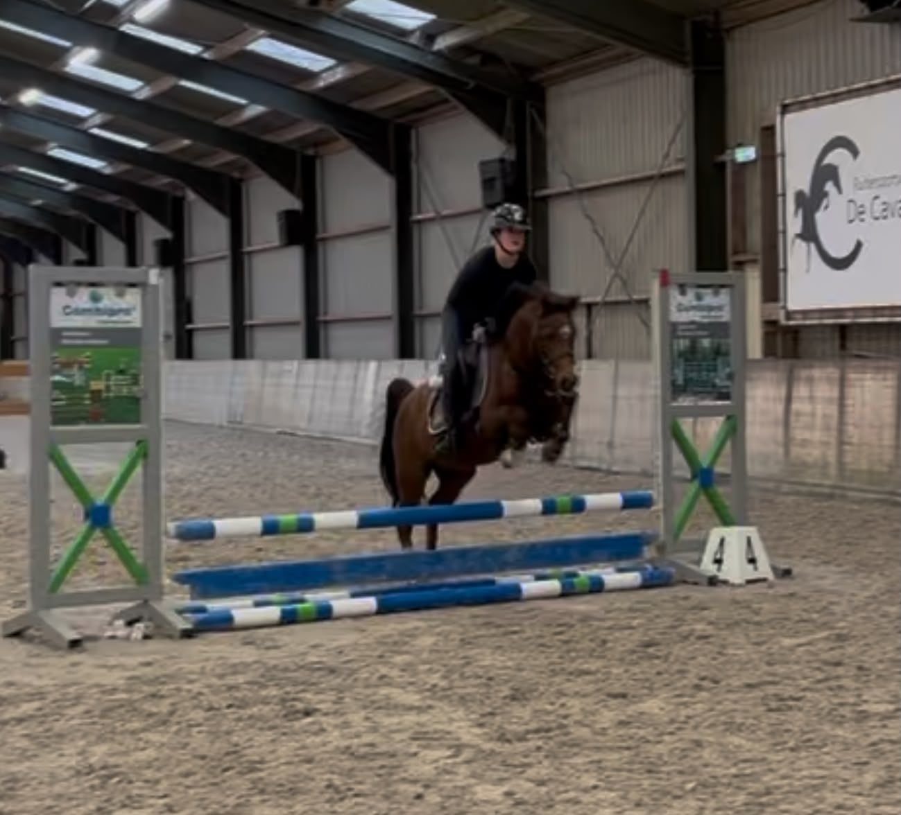 welsh allround-pony merrie 7 years old vos for sale - Photo 6