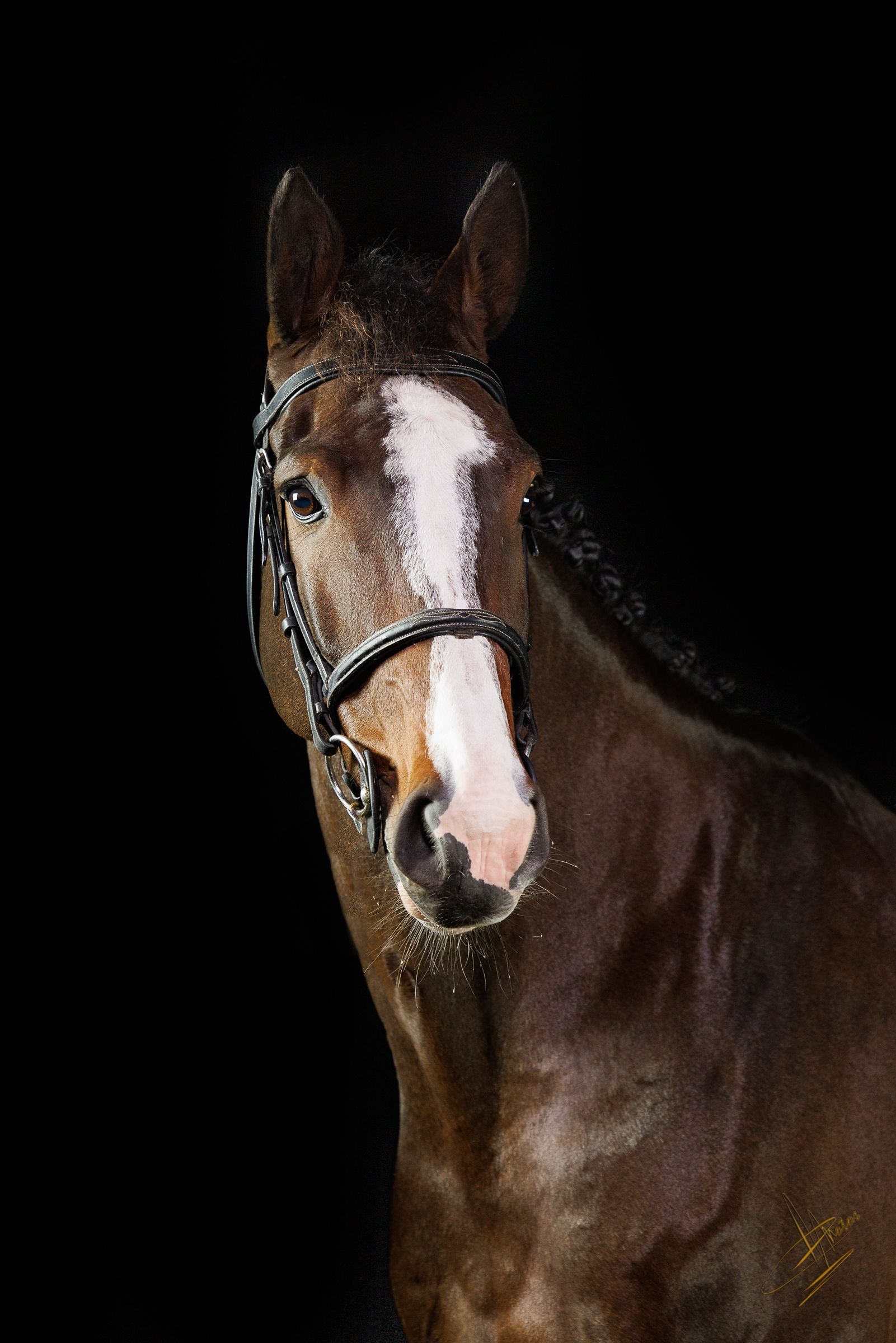 All-rounder mare Jeleste (Harley vdl x Libero H)