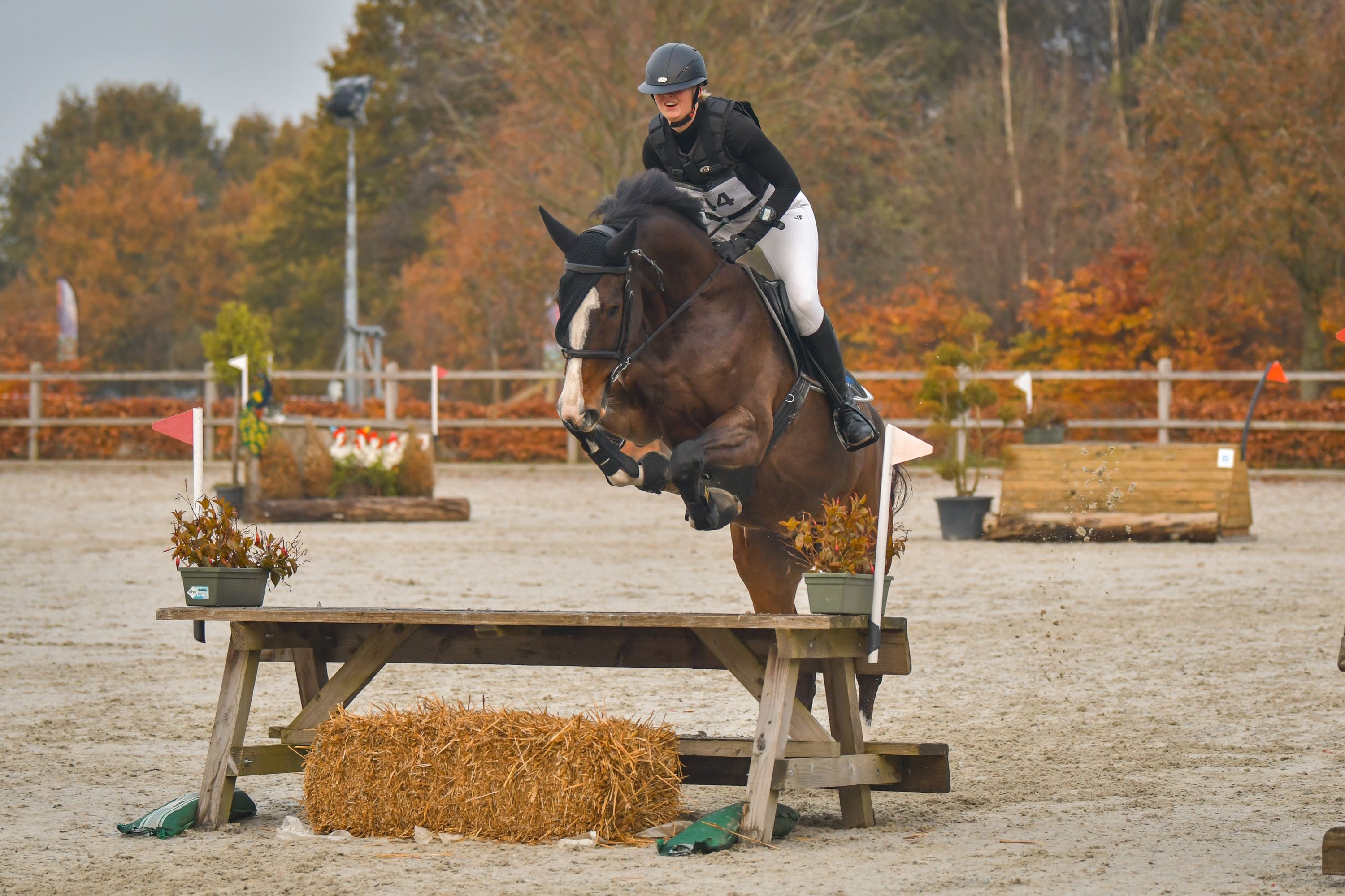 kwpn springpaard merrie 12 years old donkerbruin for sale - Photo 4