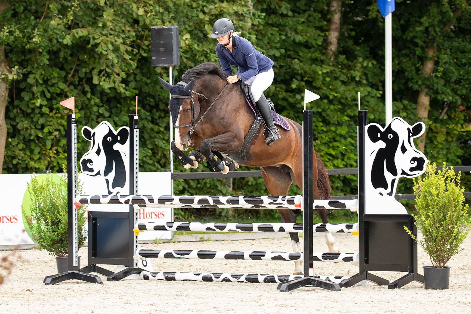 kwpn springpaard merrie 12 years old donkerbruin for sale - Photo 2