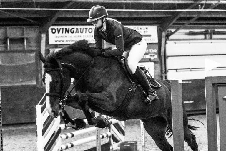 kwpn springpaard merrie 12 years old donkerbruin for sale - Photo 3