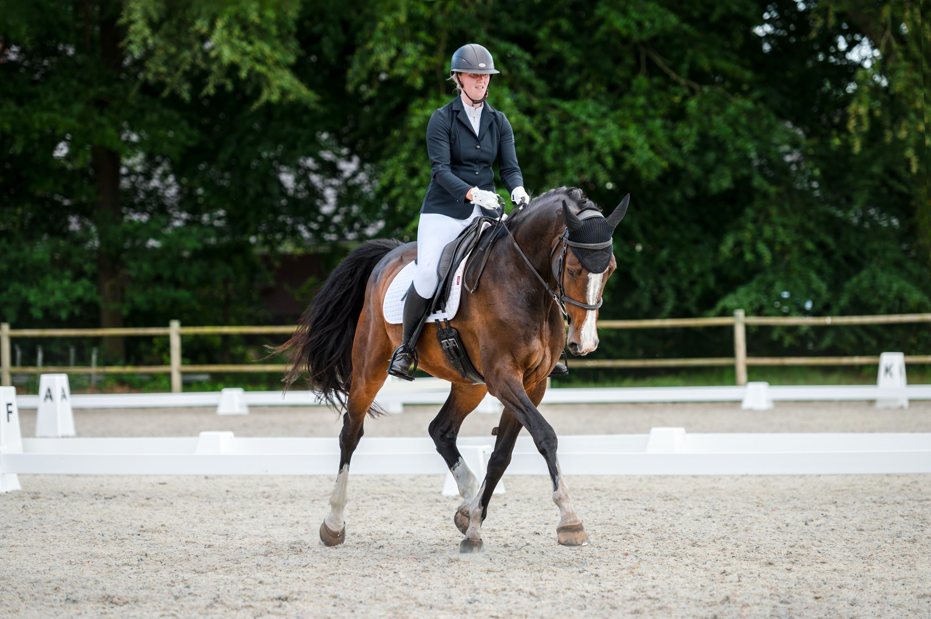 kwpn springpaard merrie 12 years old donkerbruin for sale - Photo 5
