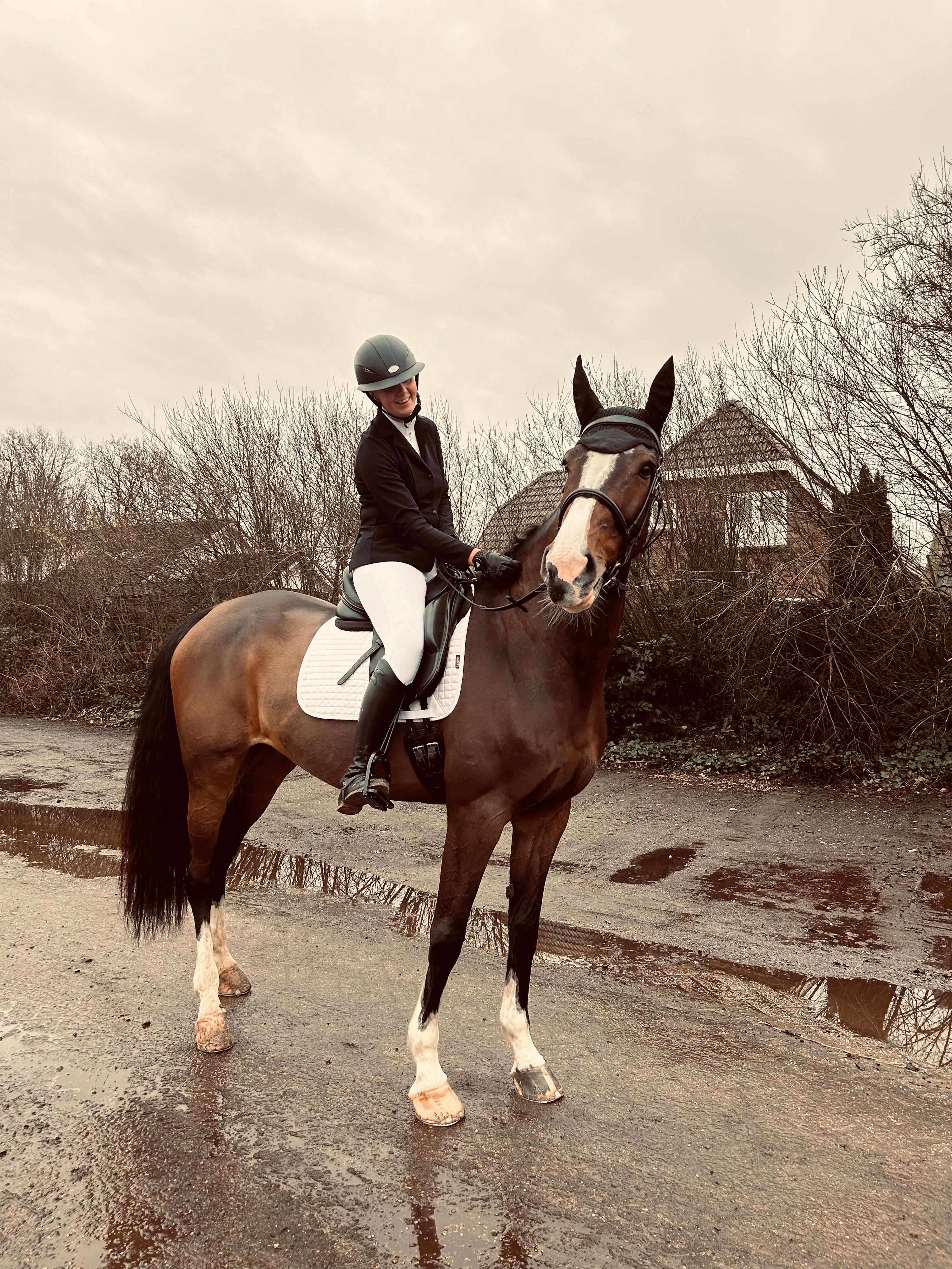 kwpn springpaard merrie 12 years old donkerbruin for sale - Photo 6