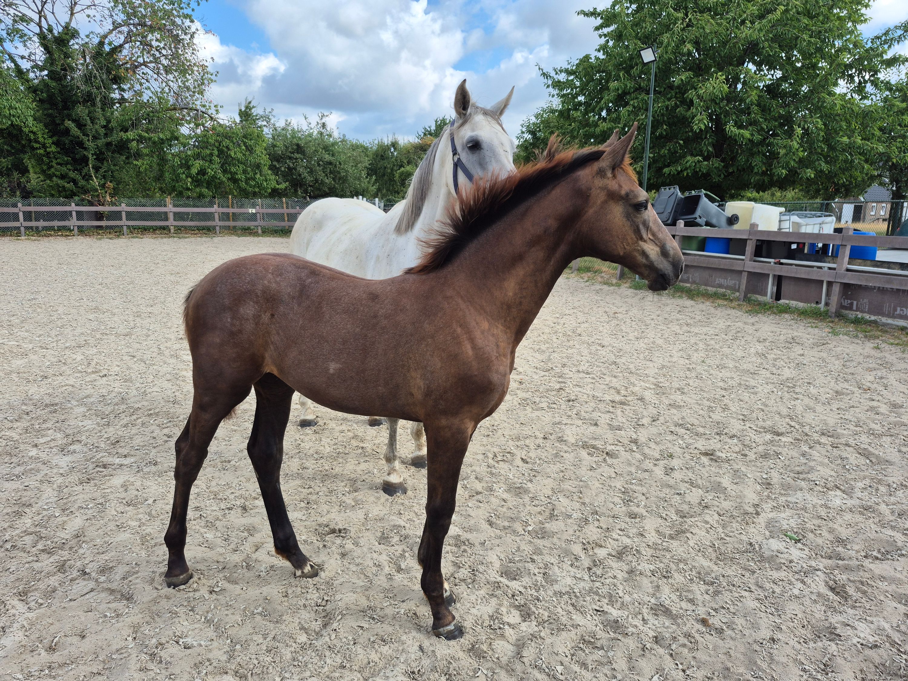 zangersheide springpaard merrie 0 år till salu - Foto 3