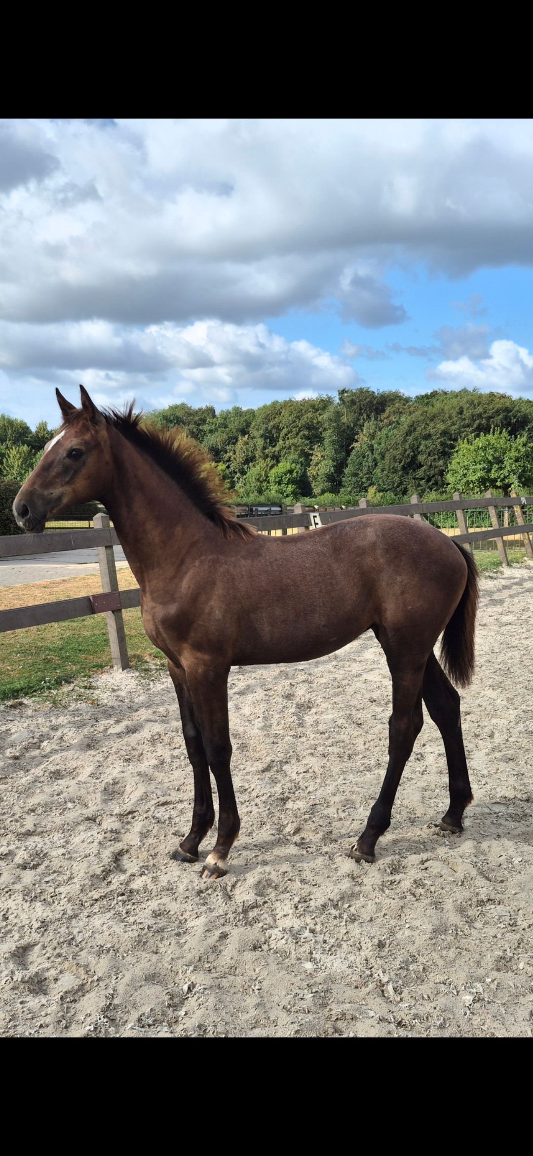 zangersheide springpaard merrie 0 år till salu - Foto 2