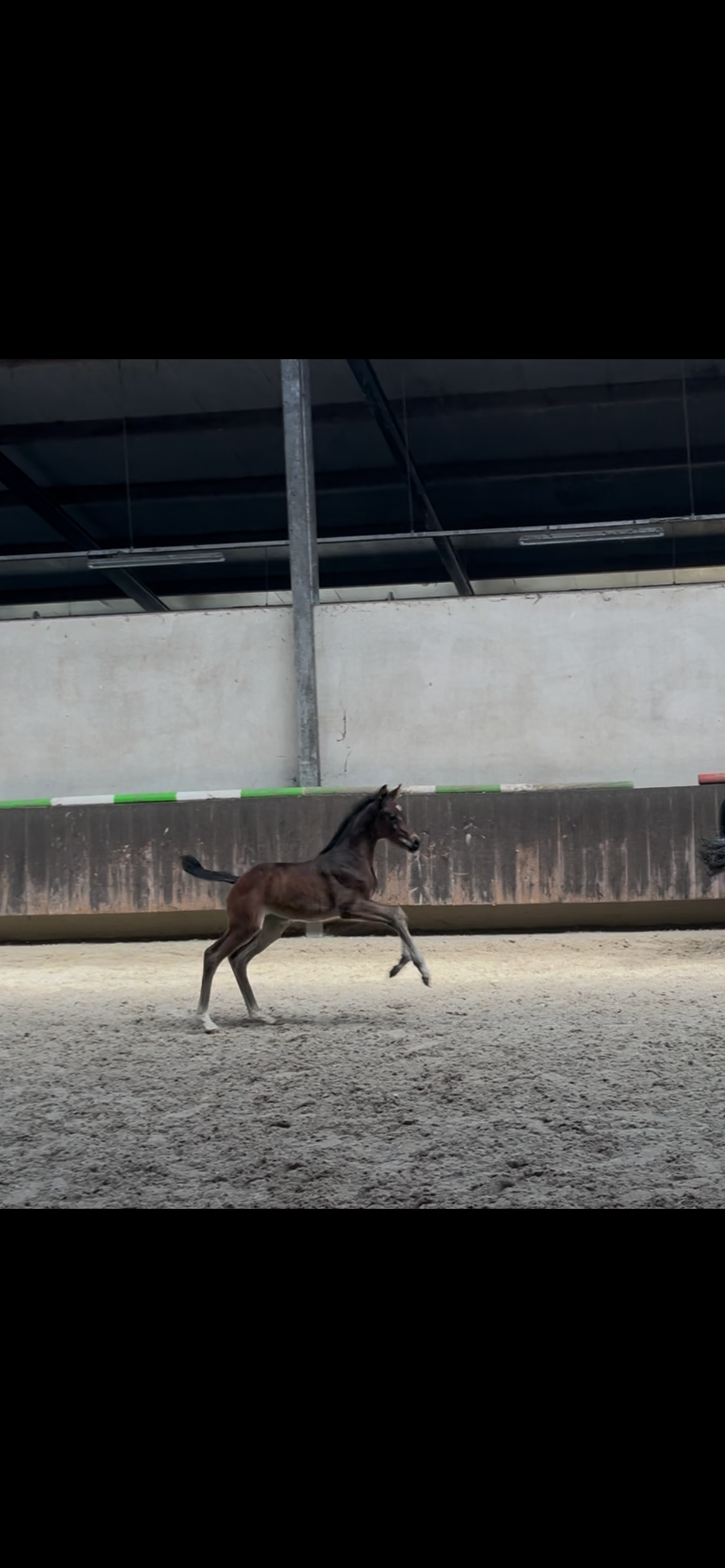 Super beautiful and sweet filly foal