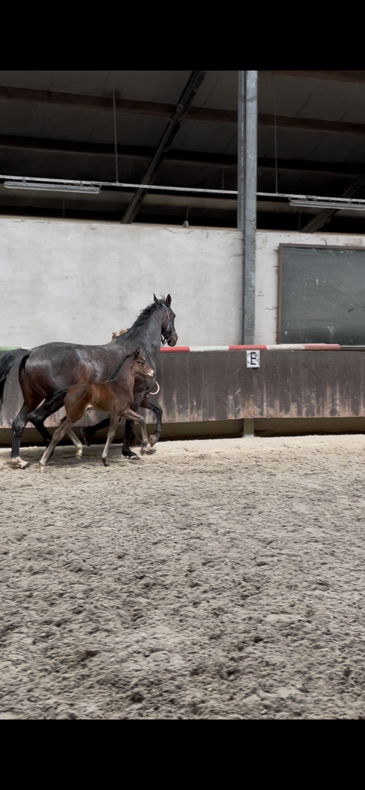 kwpn dressuurpaard merrie 0 years old donkerbruin for sale - Photo 5