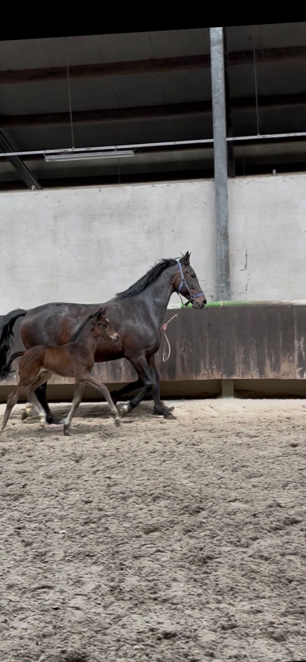 kwpn dressuurpaard merrie 0 years old donkerbruin for sale - Photo 4