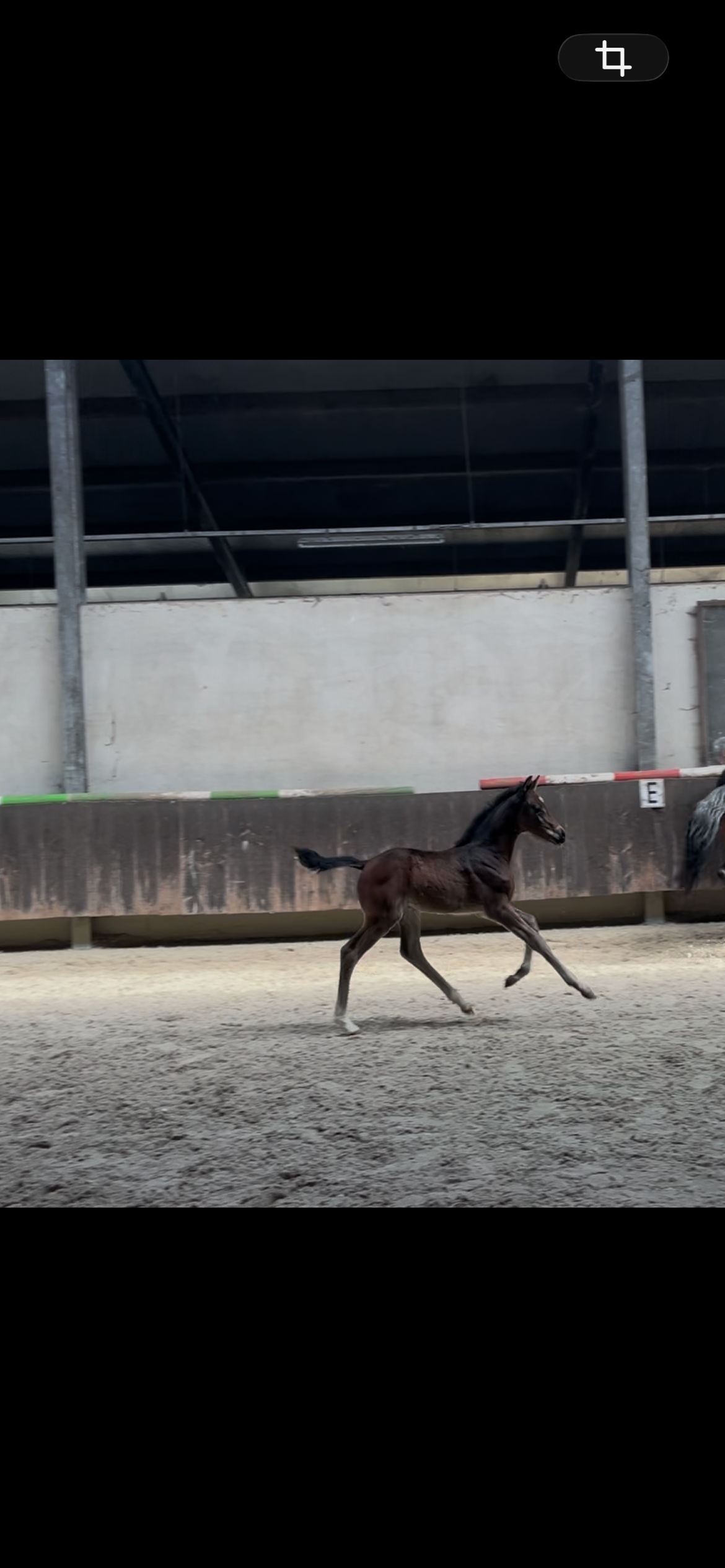 kwpn dressuurpaard merrie 0 years old donkerbruin for sale - Photo 3