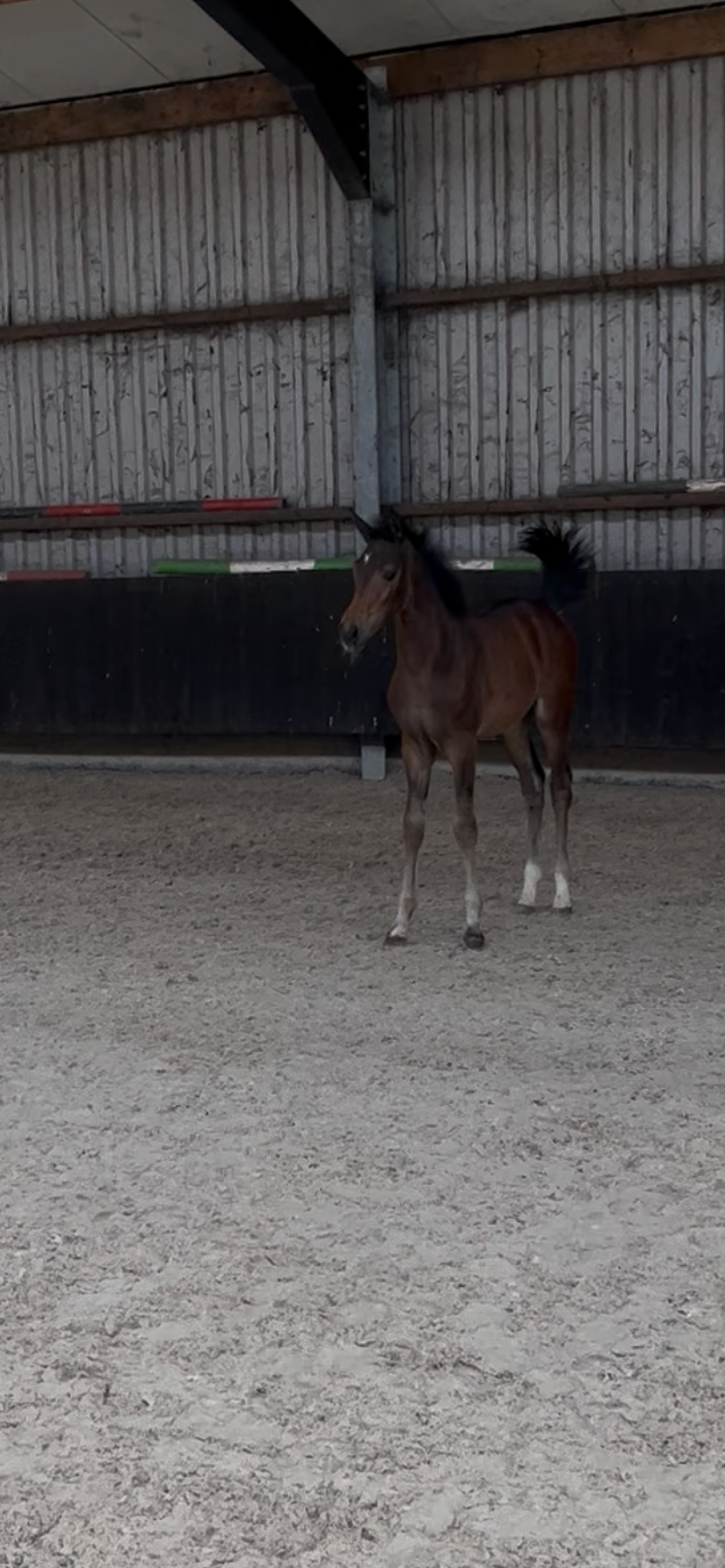 kwpn dressuurpaard merrie 0 years old donkerbruin for sale - Photo 6