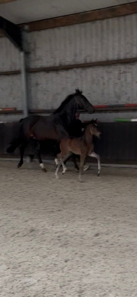 kwpn dressuurpaard merrie 0 years old donkerbruin for sale - Photo 2