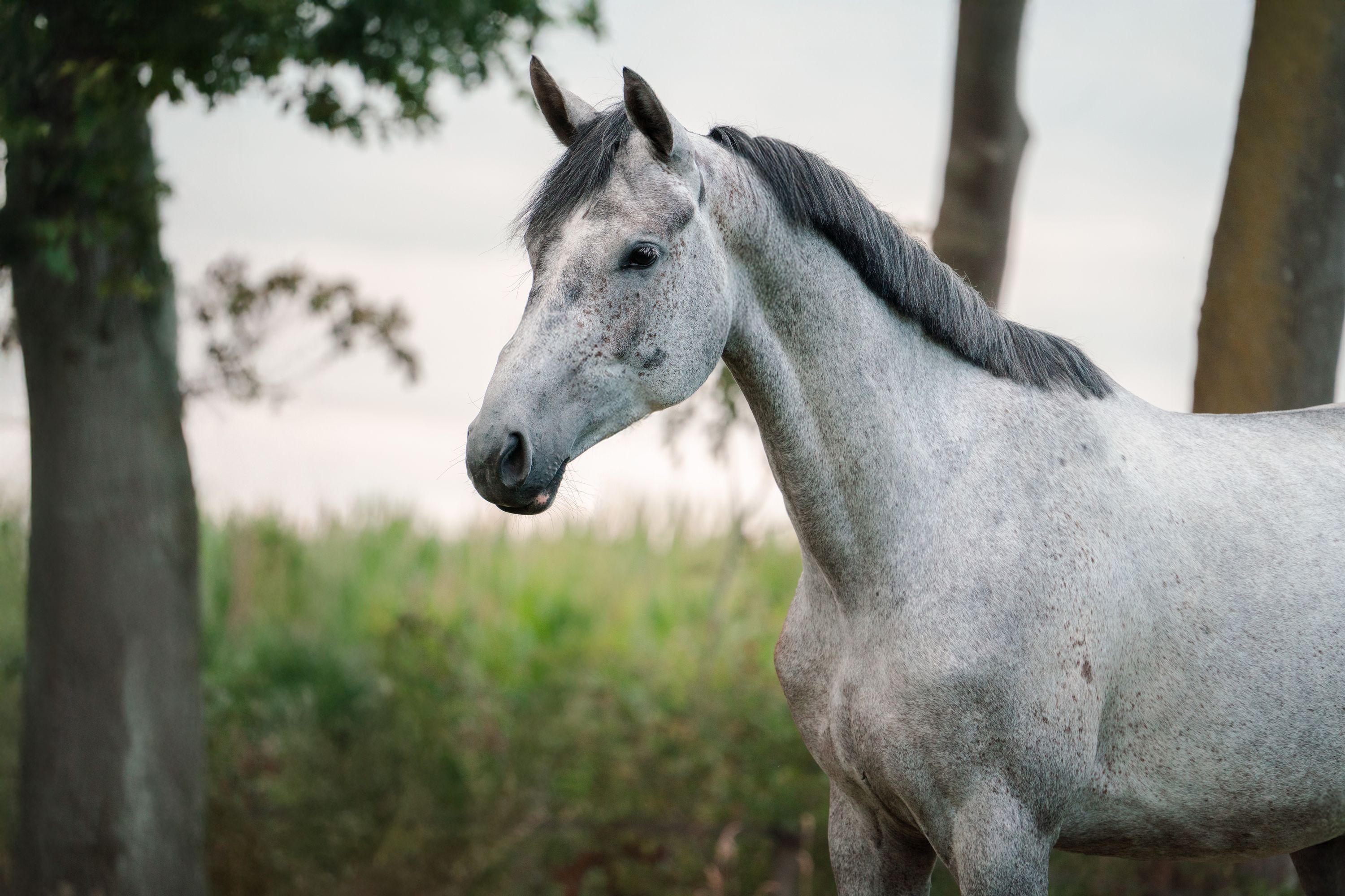Handsome and versatile 4-year-old grey mare