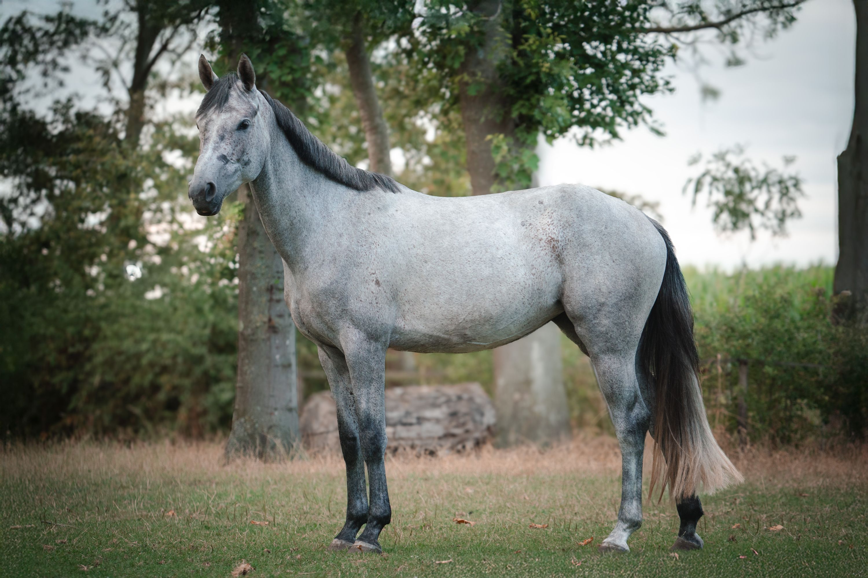 kwpn springpaard merrie 4 years old schimmel for sale - Photo 2