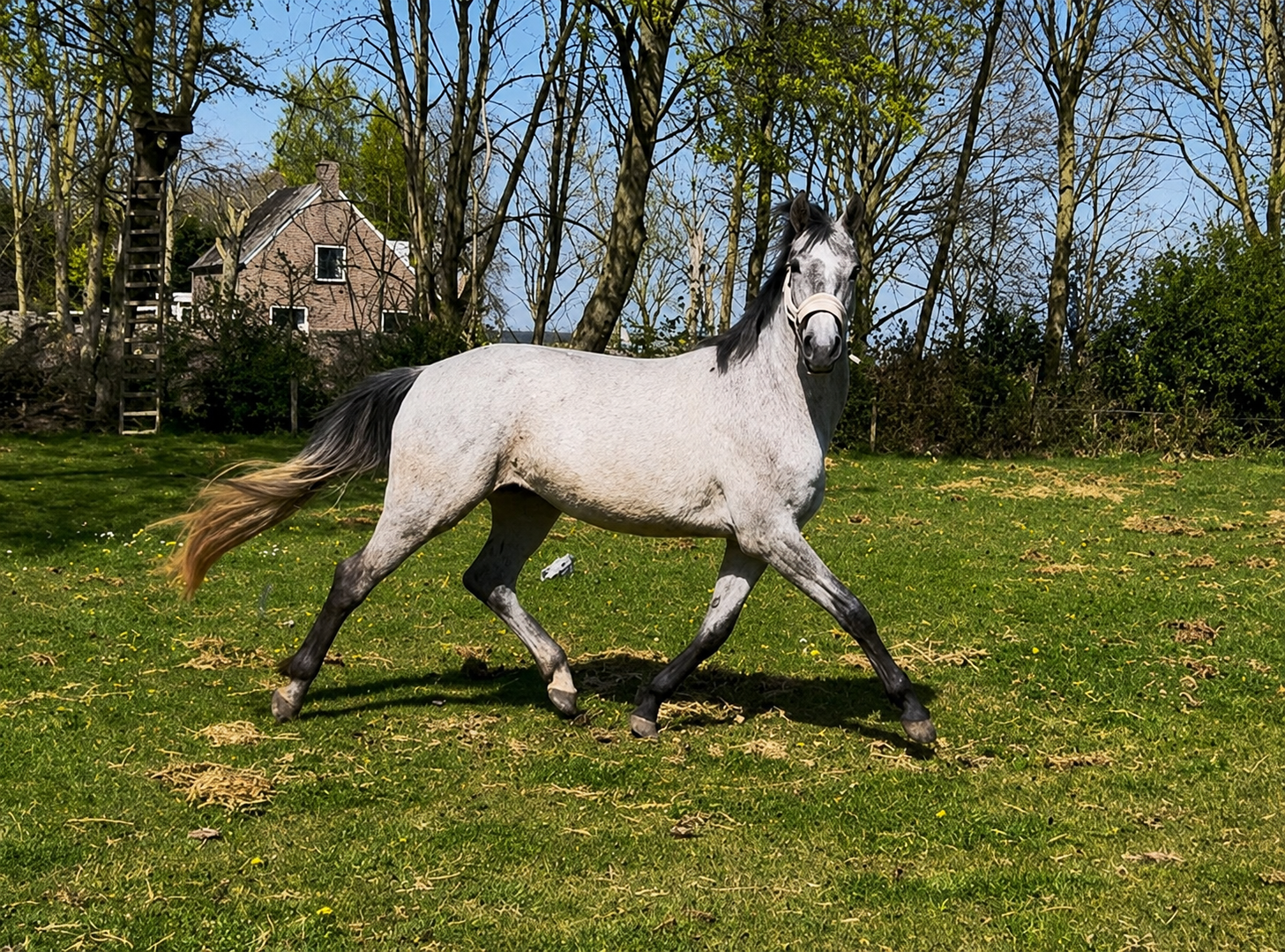 kwpn springpaard merrie 4 years old schimmel for sale - Photo 3