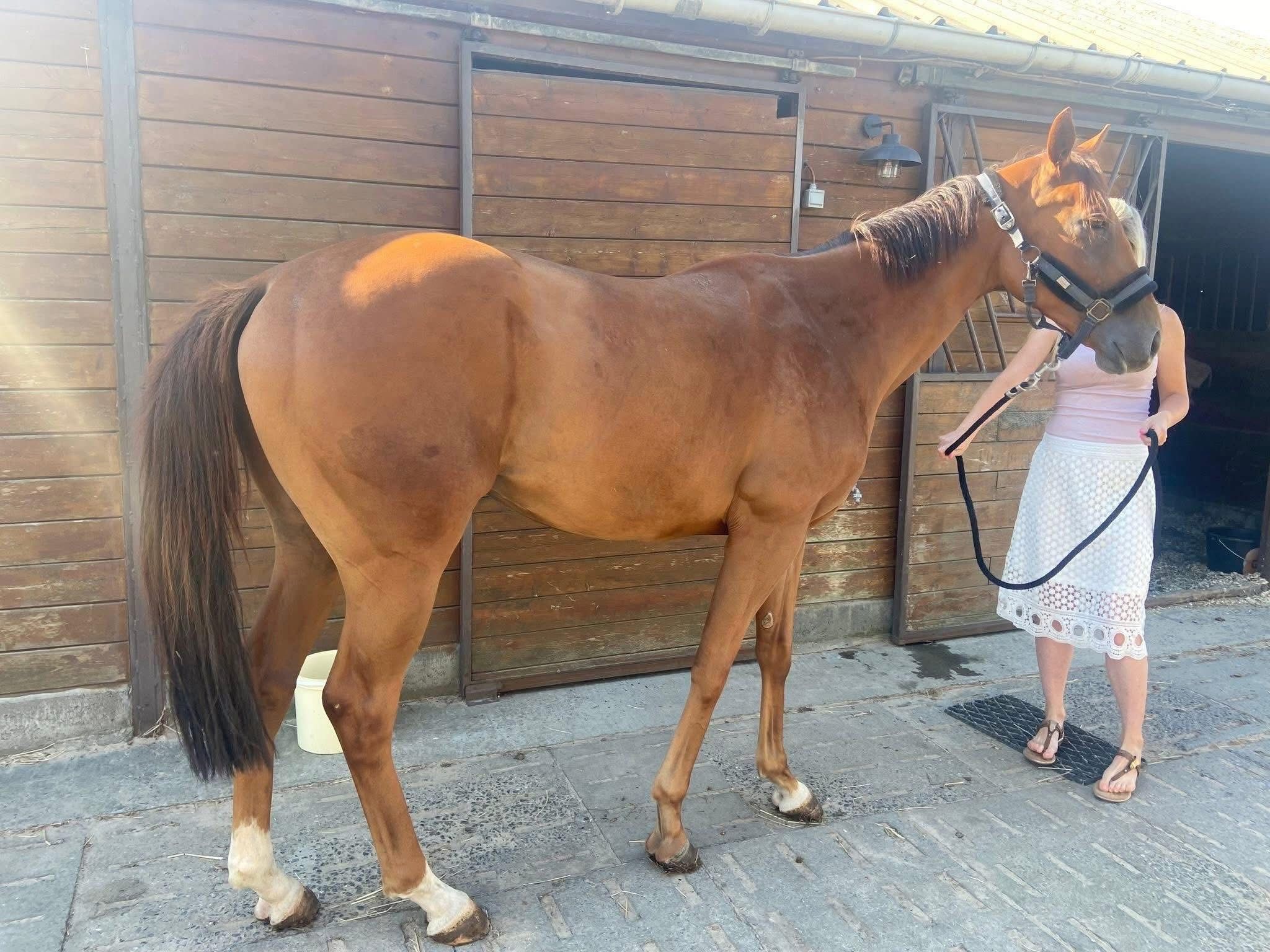 Alround paard met gouden karakter